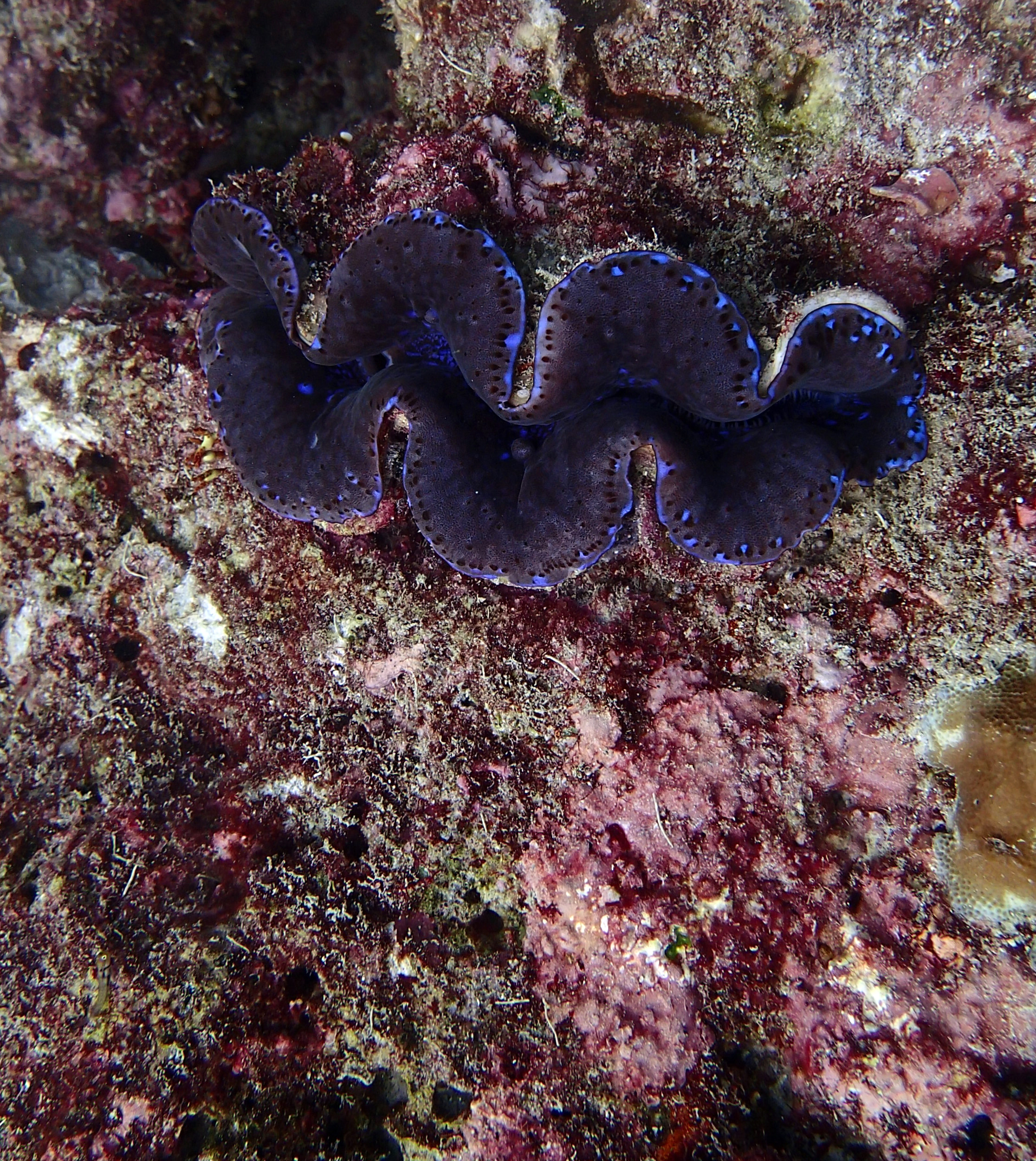 giant clam.jpg