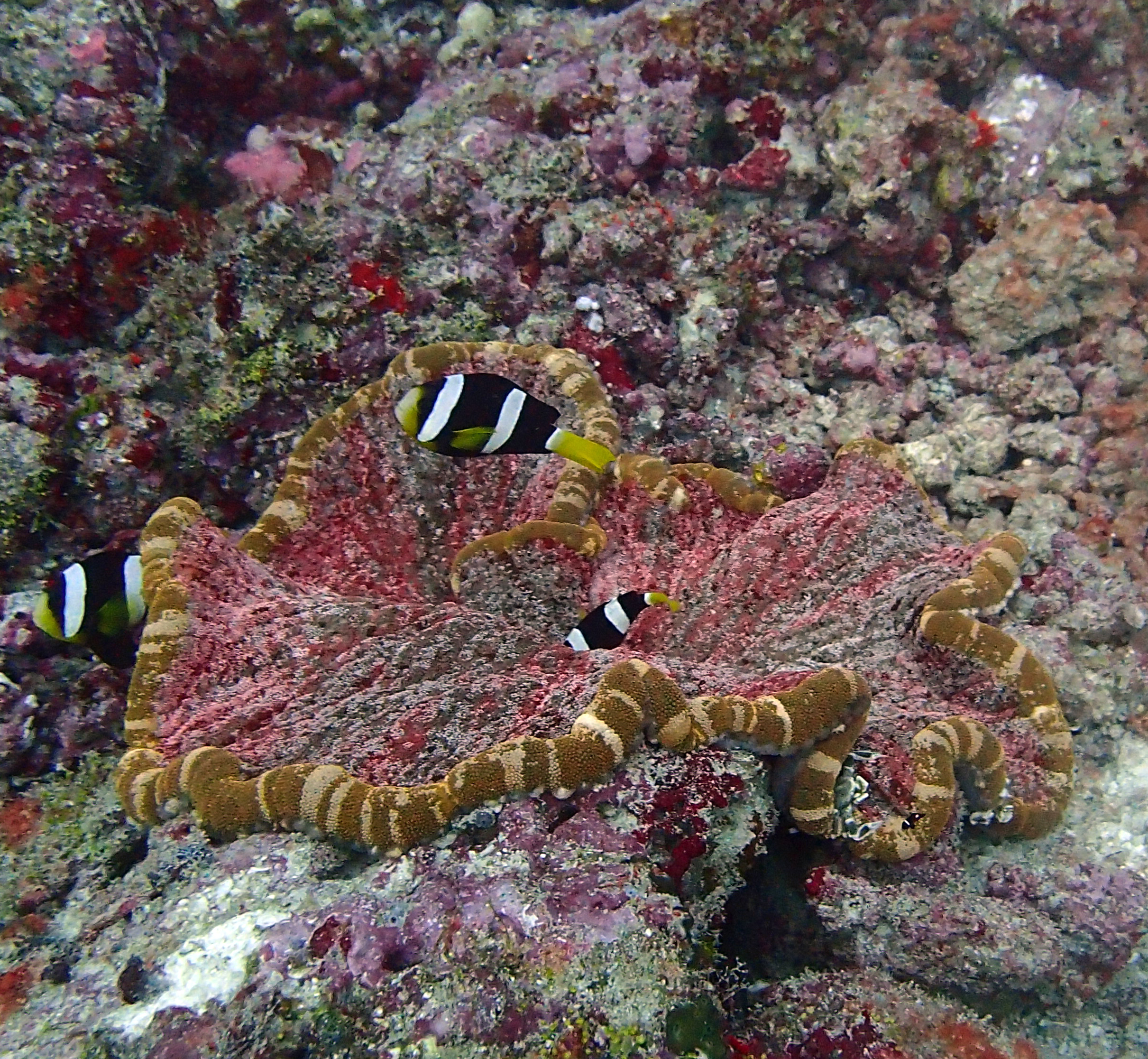 clownfish-anemone.jpg