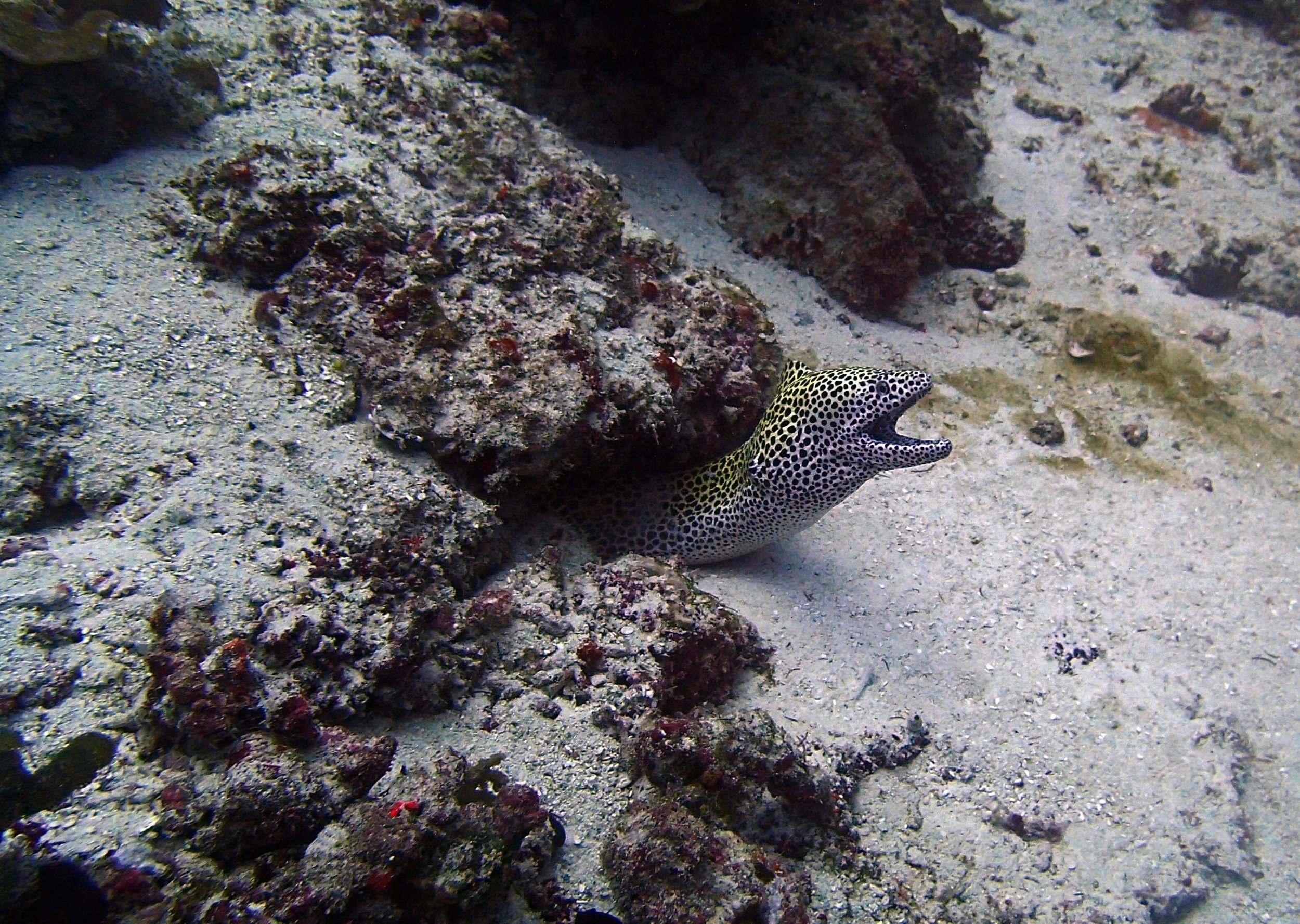 honeycomb eel.jpg