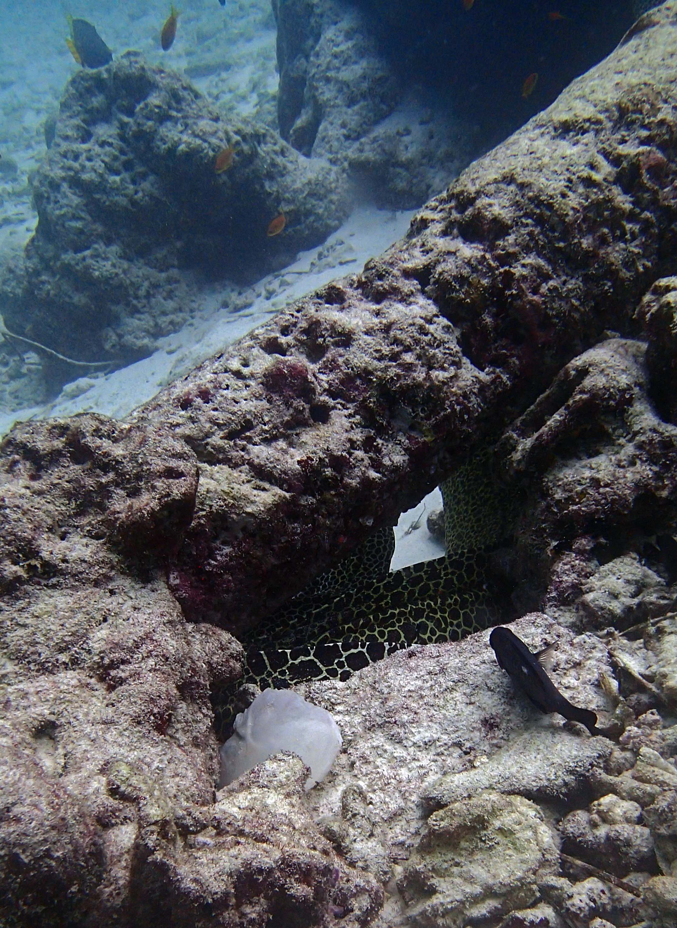 hiding honeycomb eels.jpg