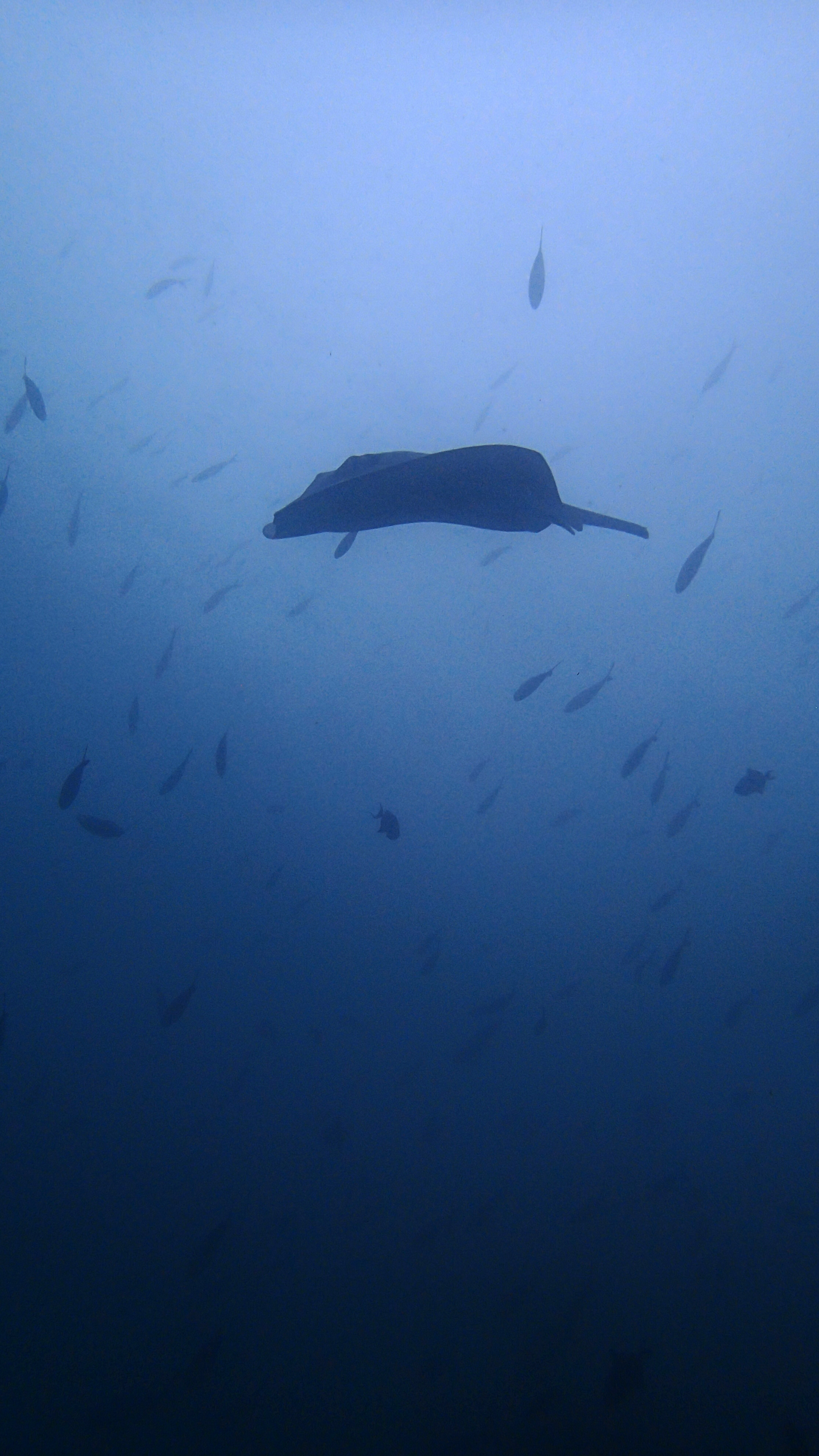 monster stingray.jpg