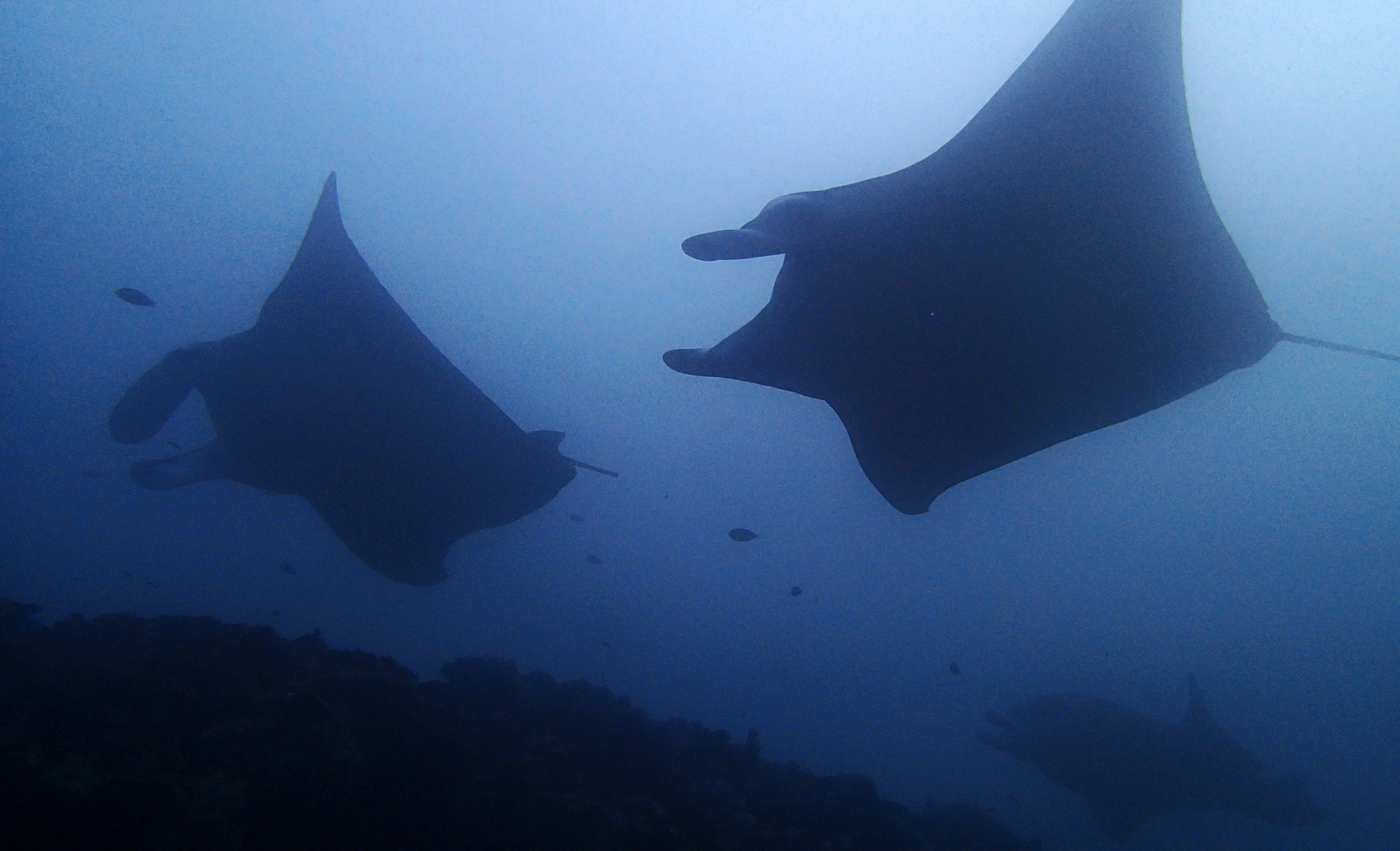 3 mantas at cleaning station.jpg