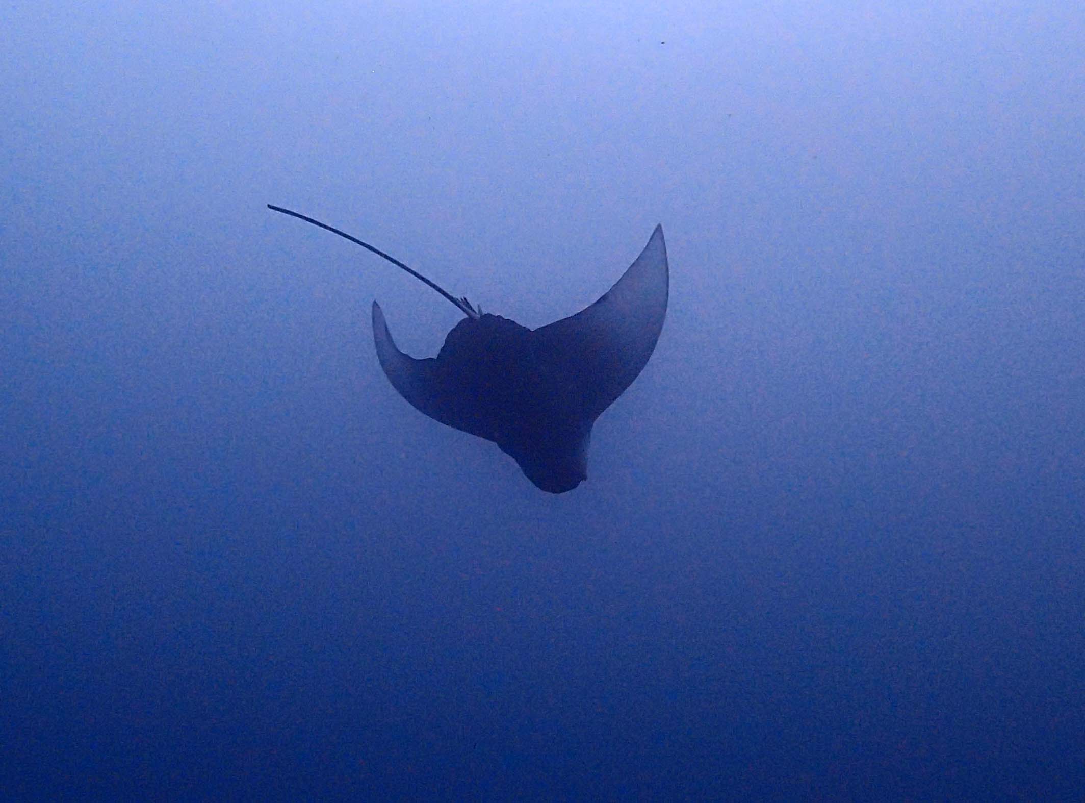 diving eagle ray.jpg