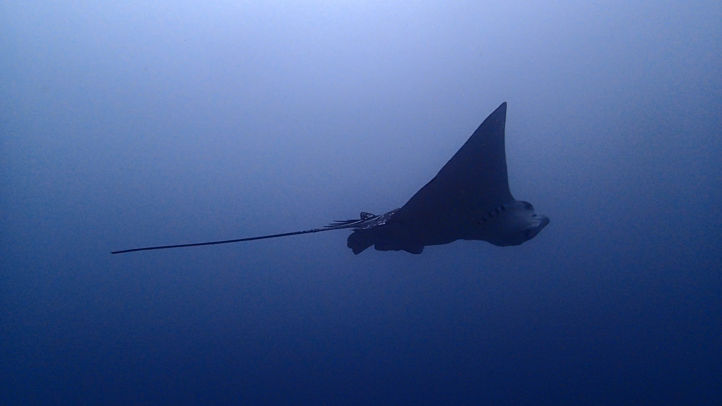best eagle ray shot.jpg
