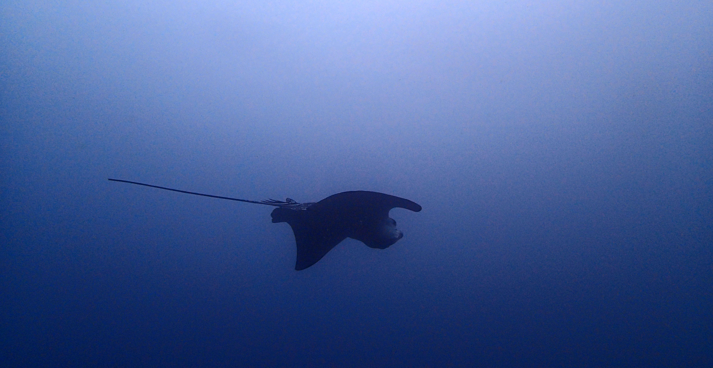 eagle ray leaving.jpg