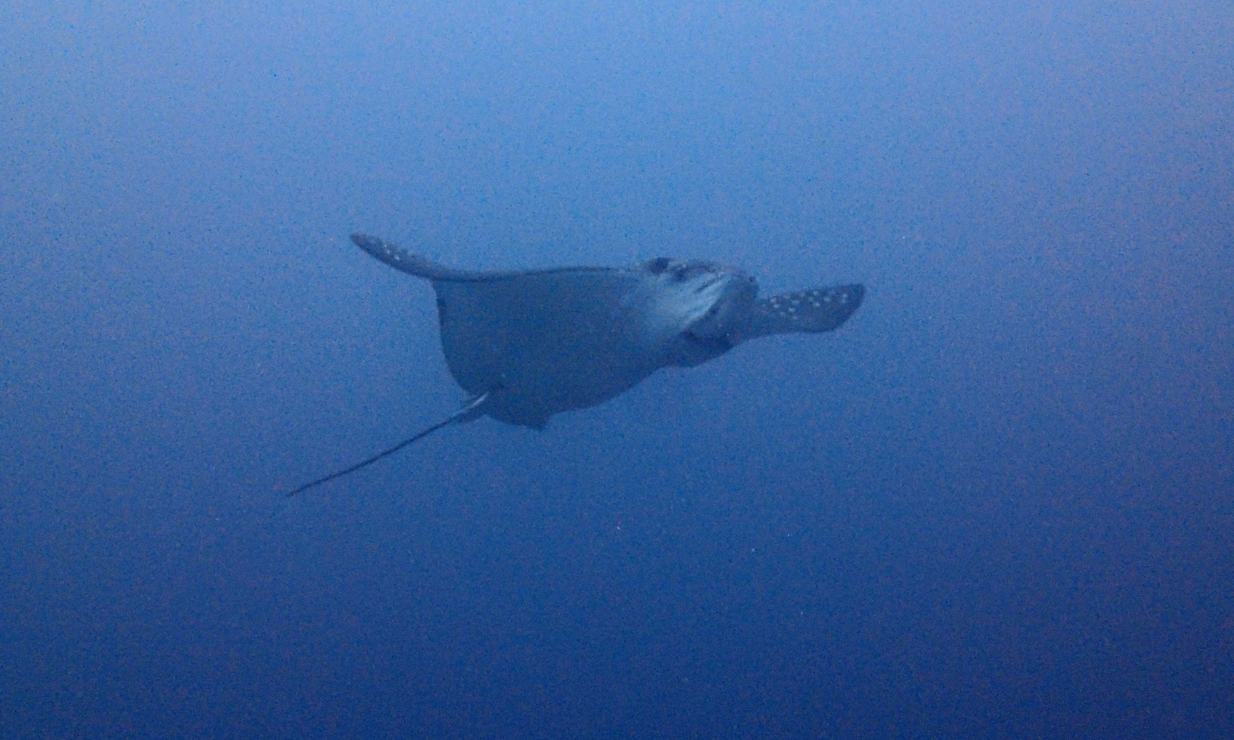 blurry eagle ray.jpg