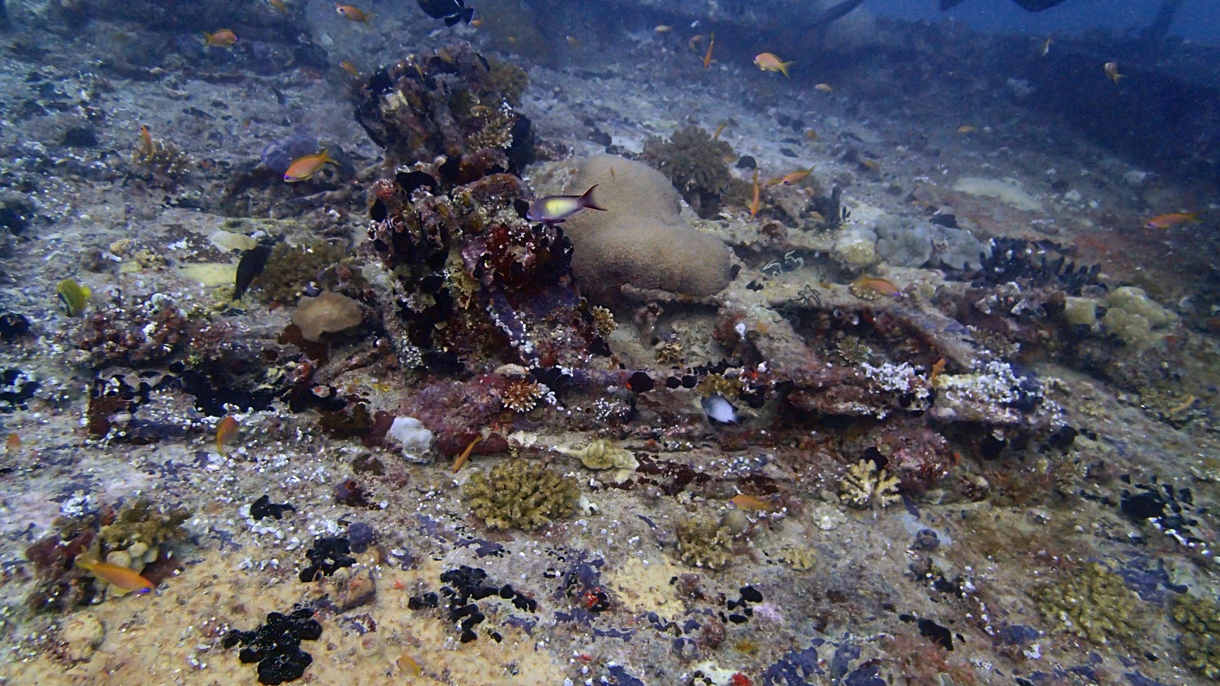 corals on wreck.jpg