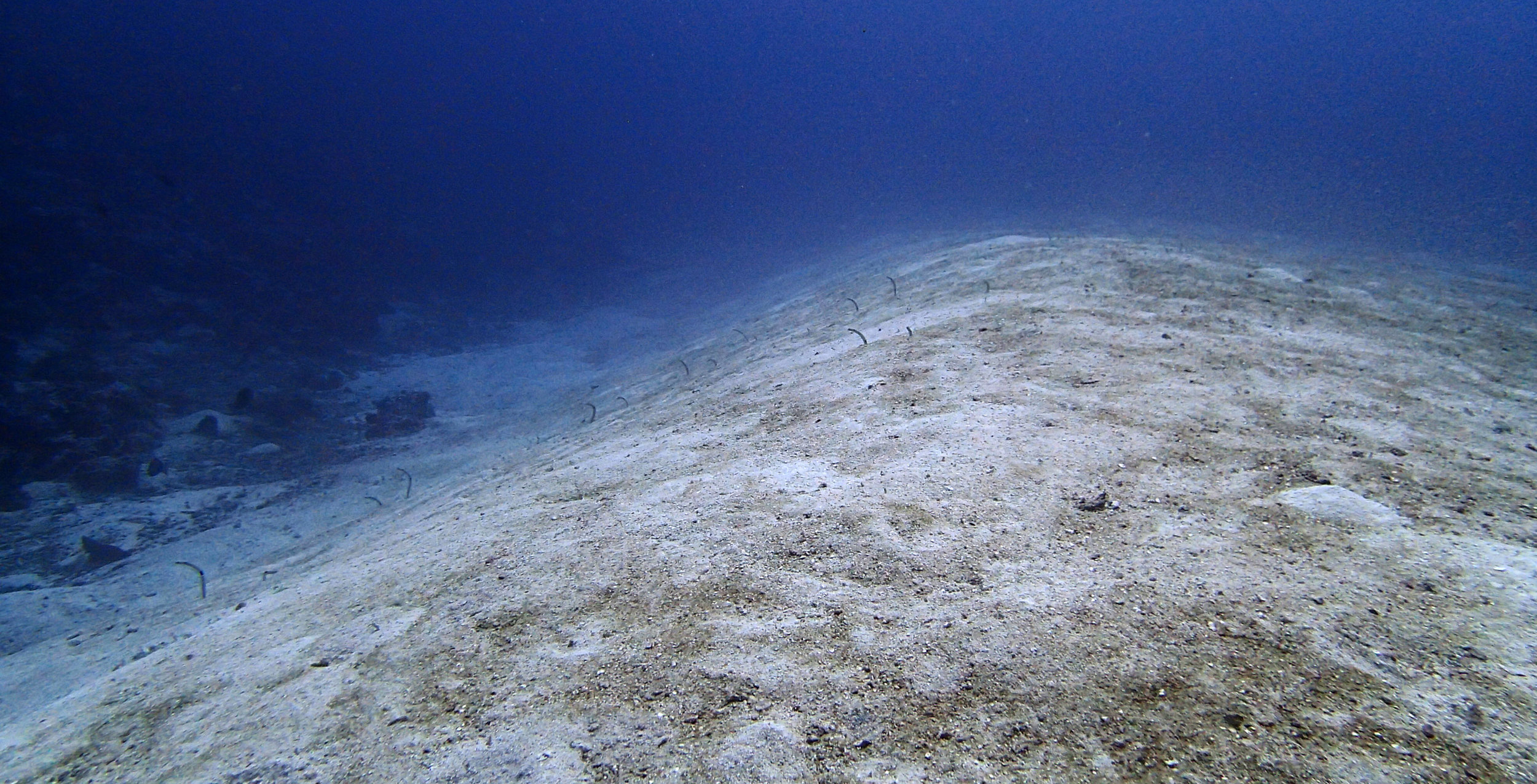 garden eels.jpg