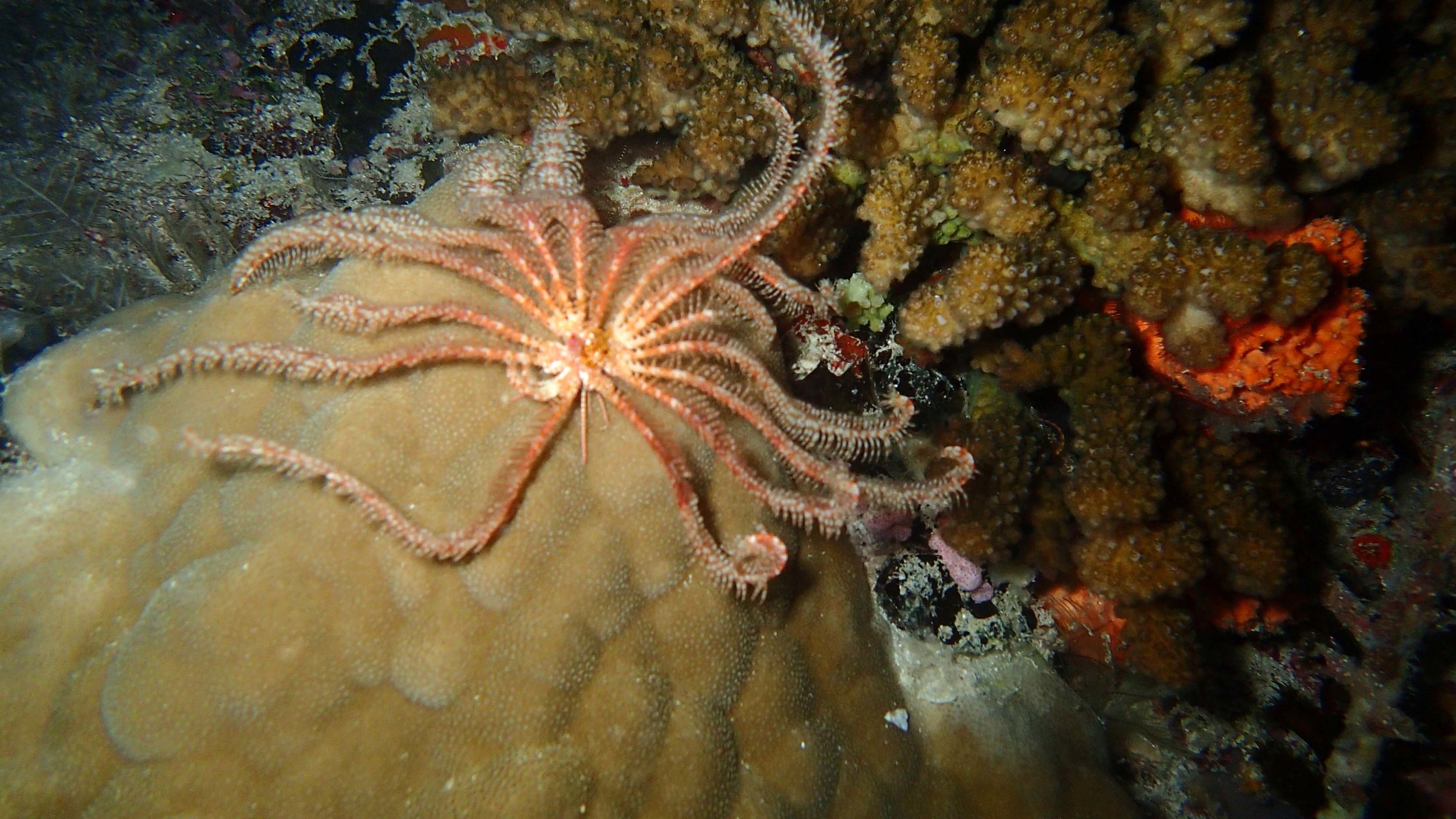 brittle star.jpg