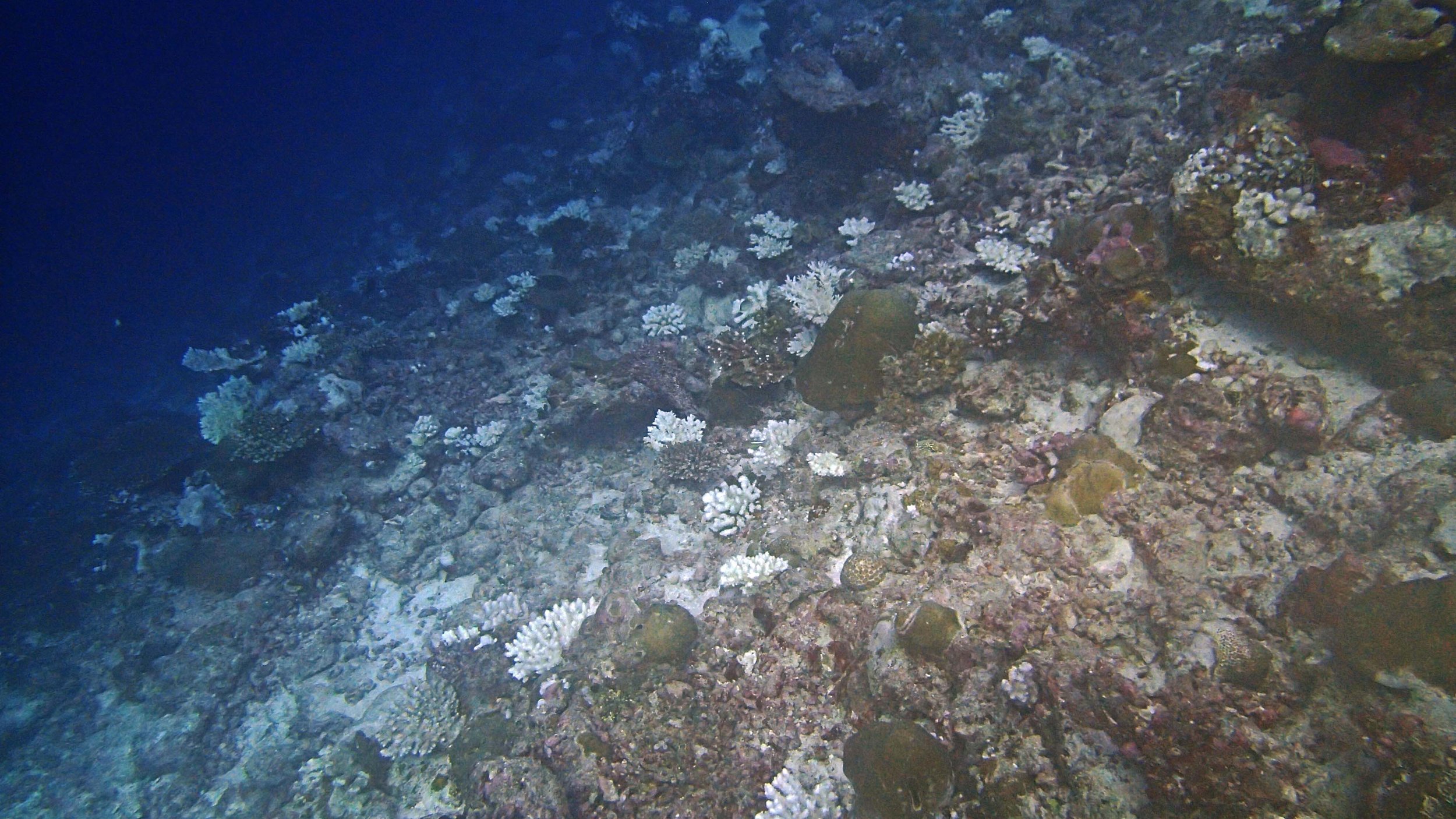COTS-damaged reefs.jpg