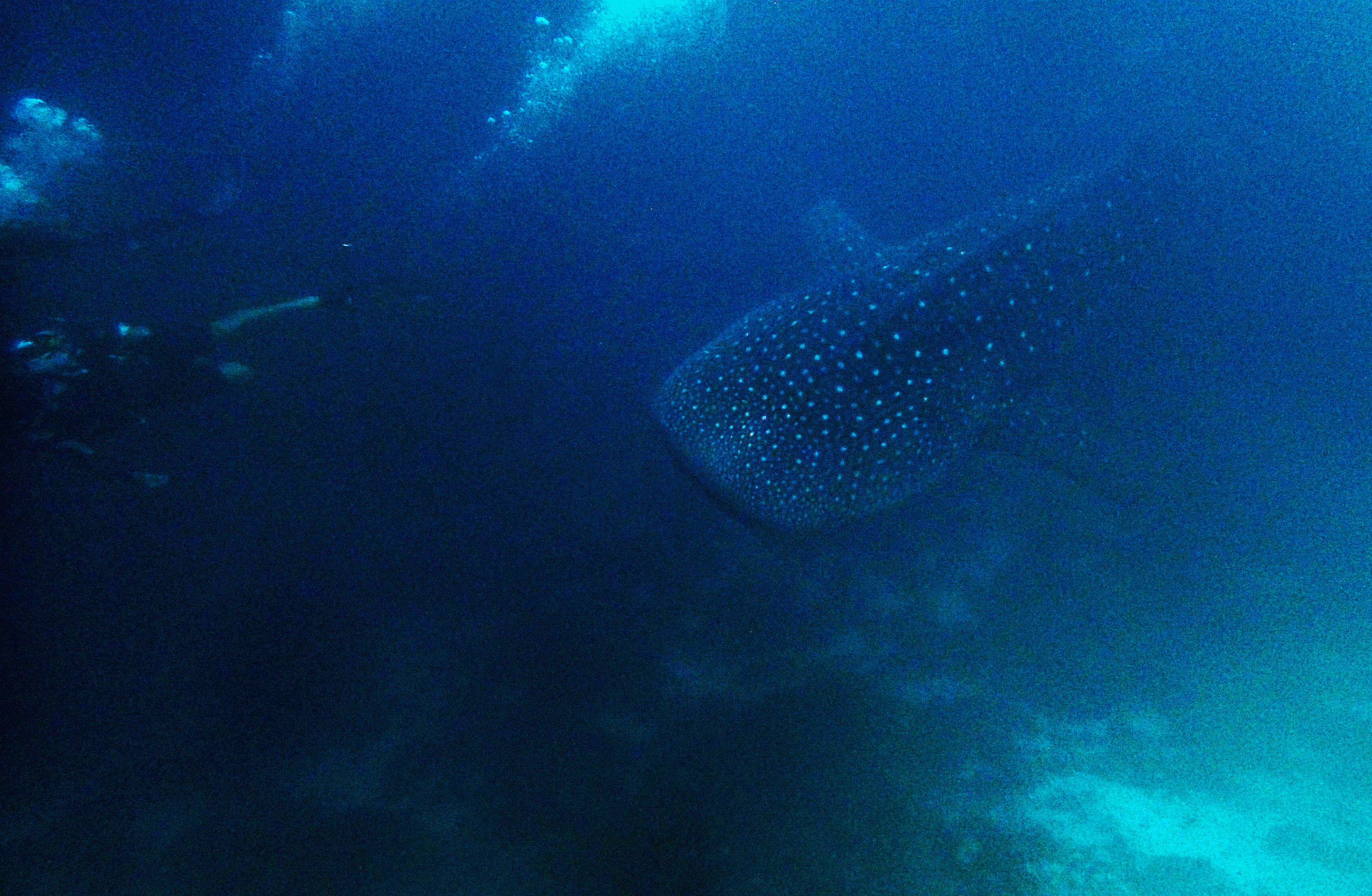 blurry whale shark.jpg