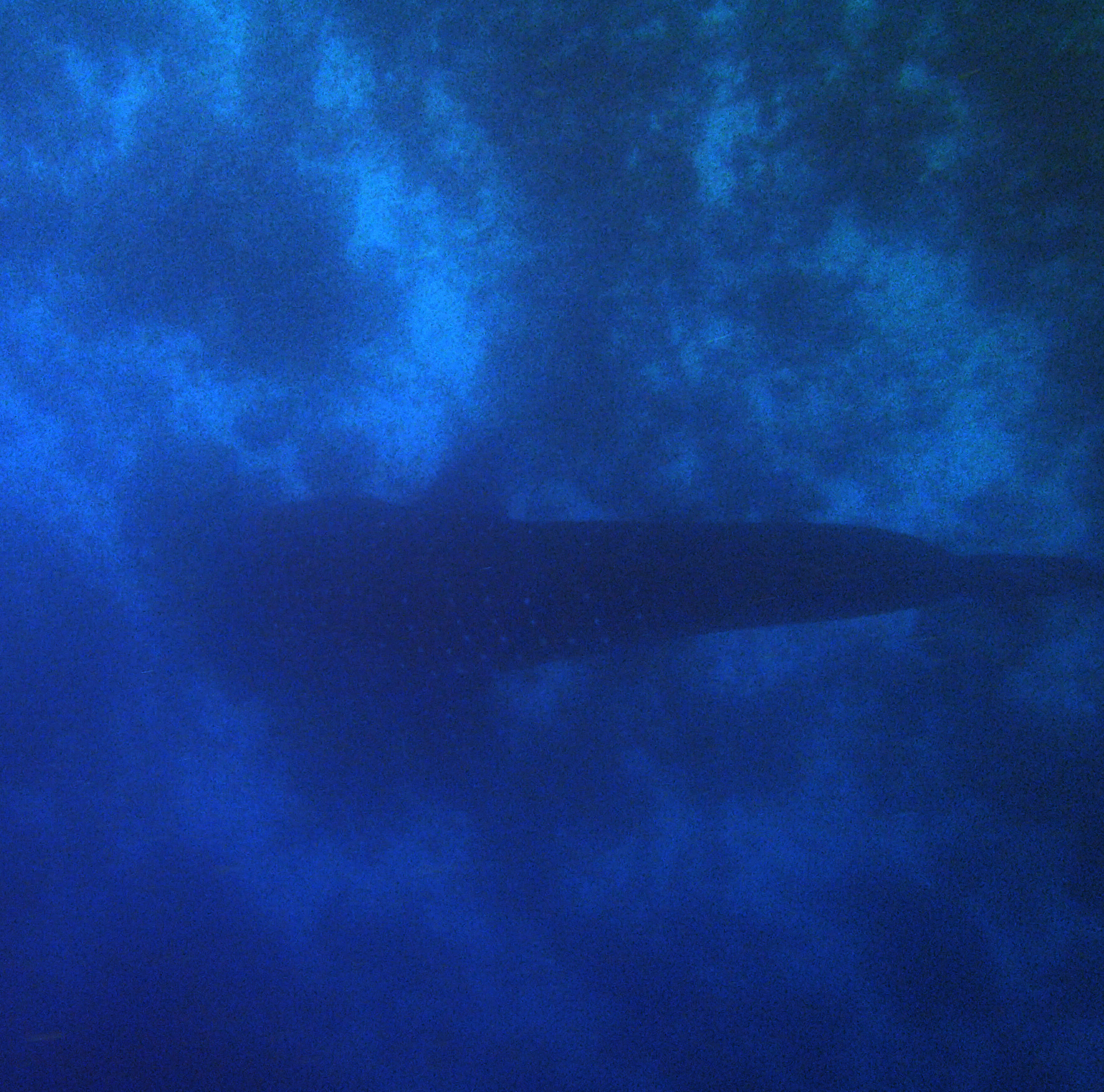 whale shark from above.jpg