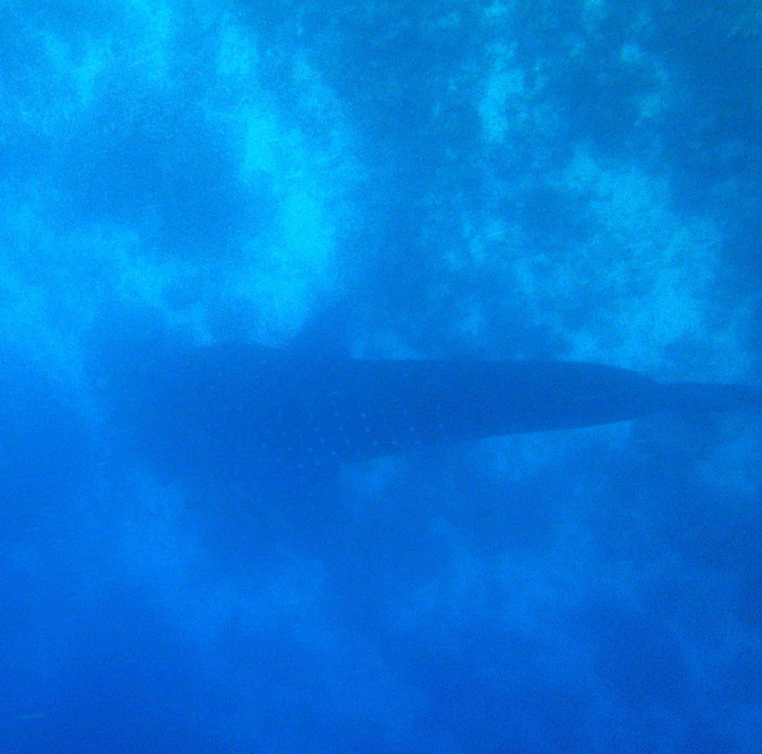 shitty whale shark shot.jpg