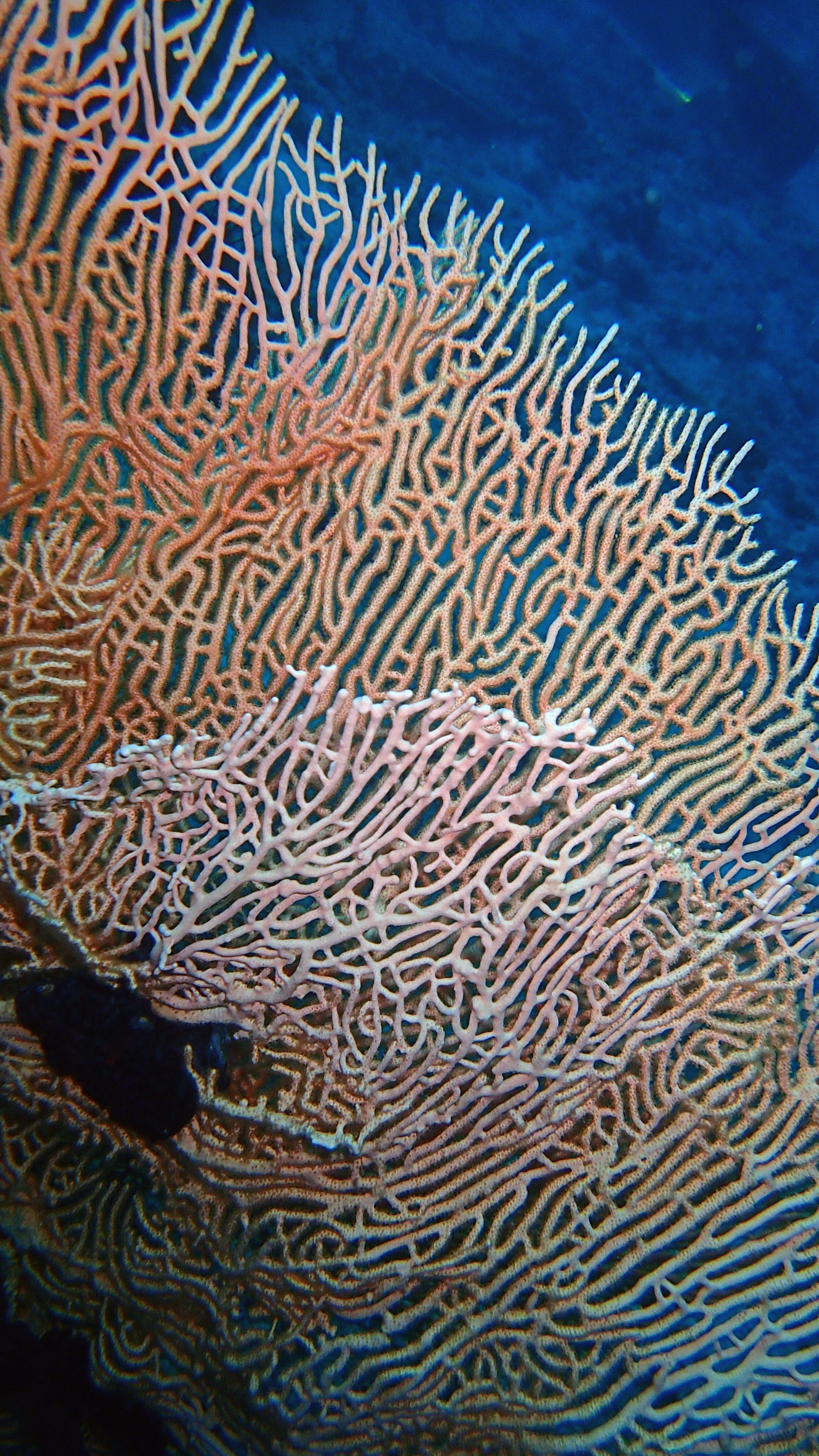 sea fan.jpg