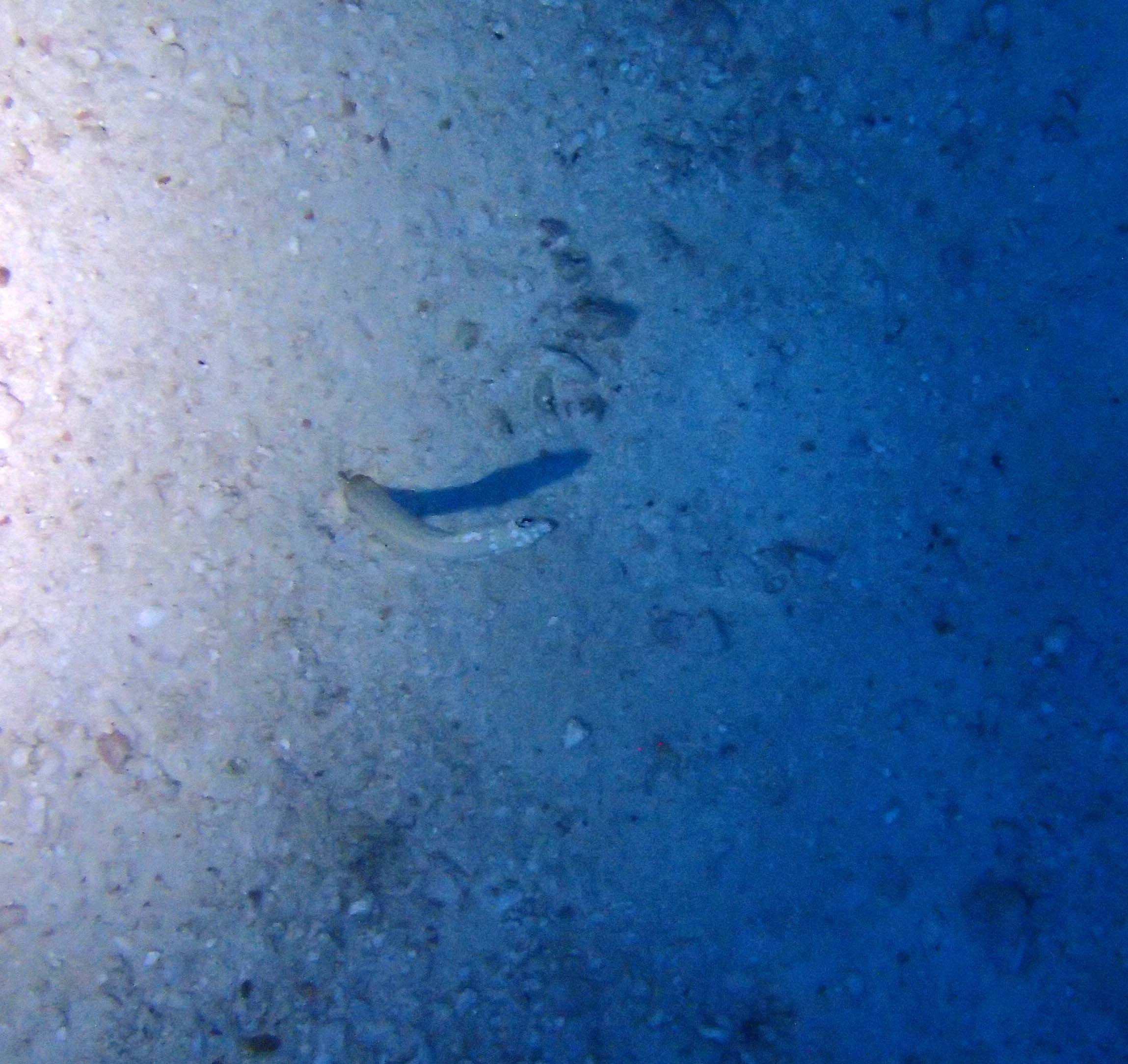 lonely garden eel.jpg