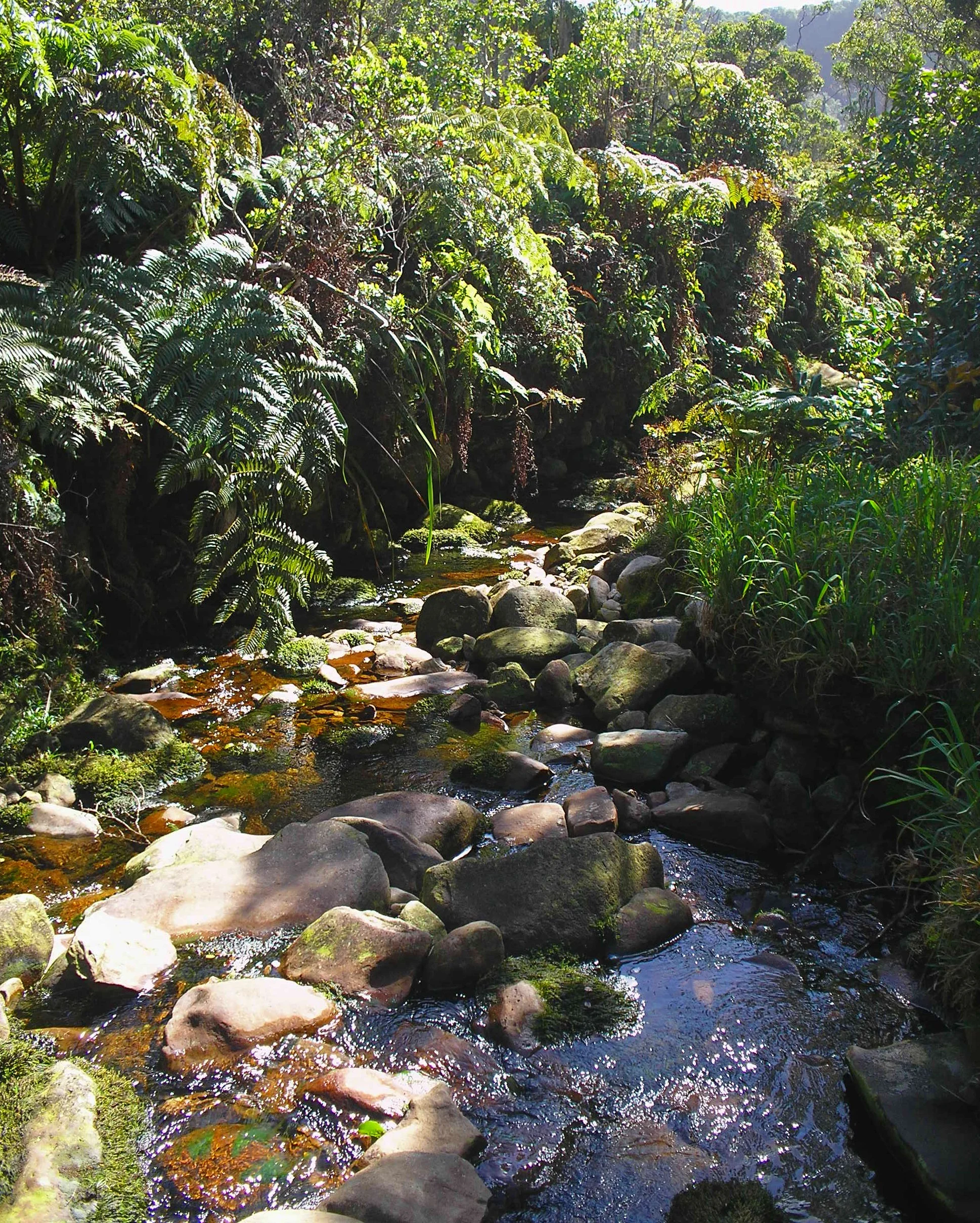 alakai stream 3.JPG