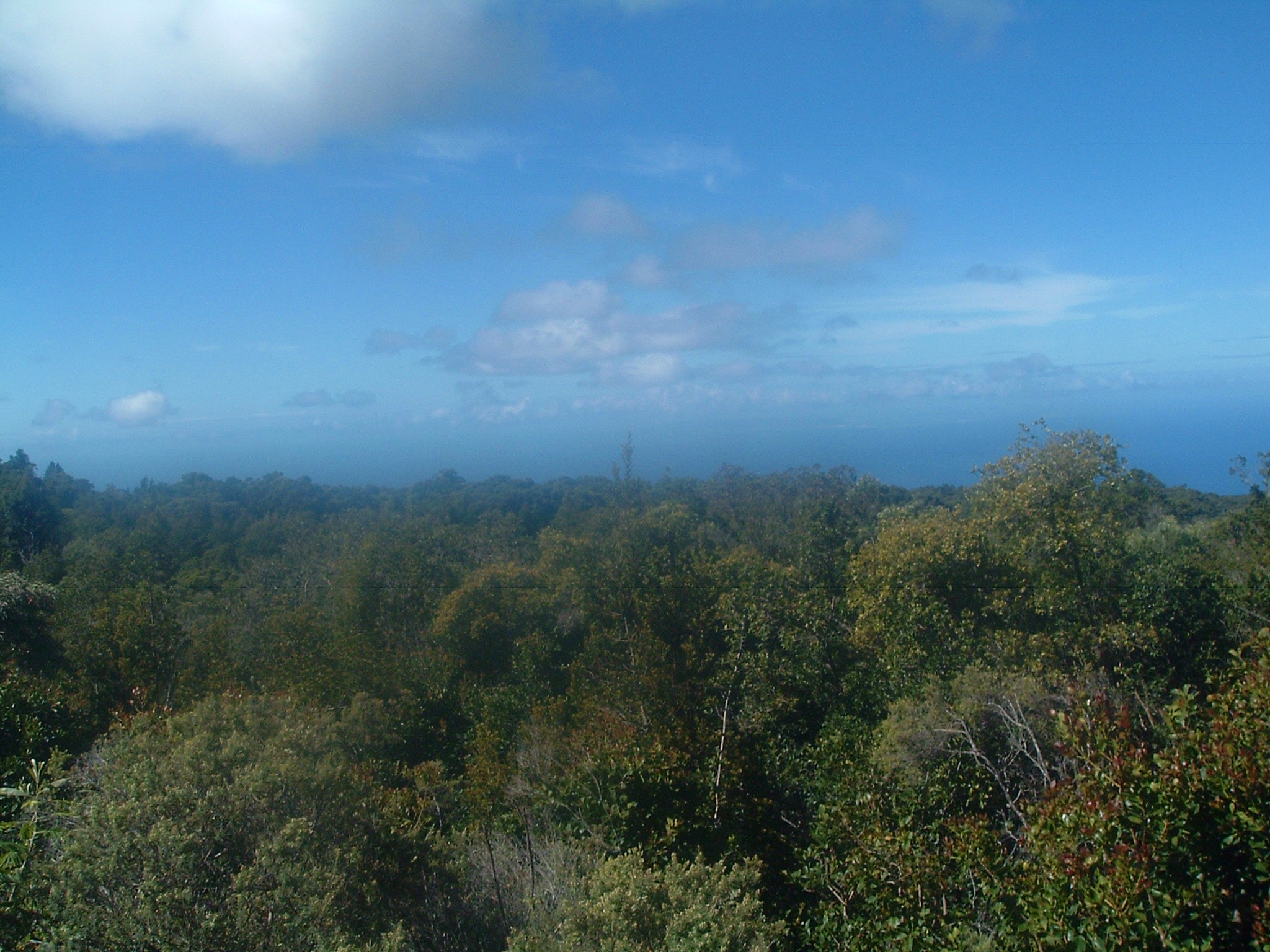 kauai forest.JPG
