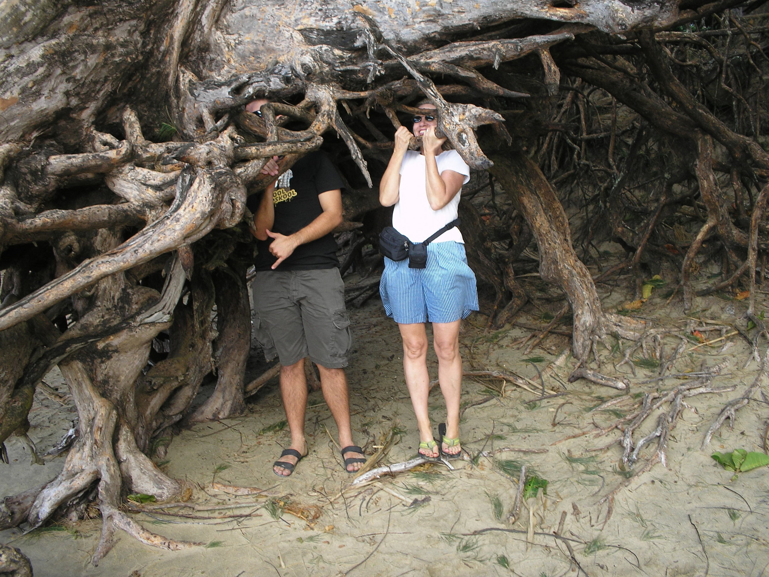 hiding in tree roots kee beach.jpg