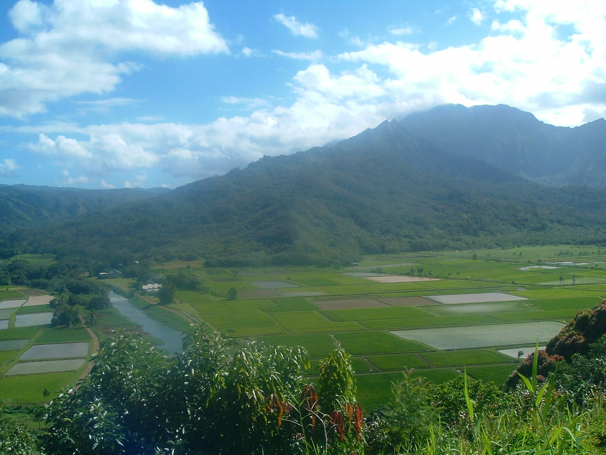taro fields.JPG