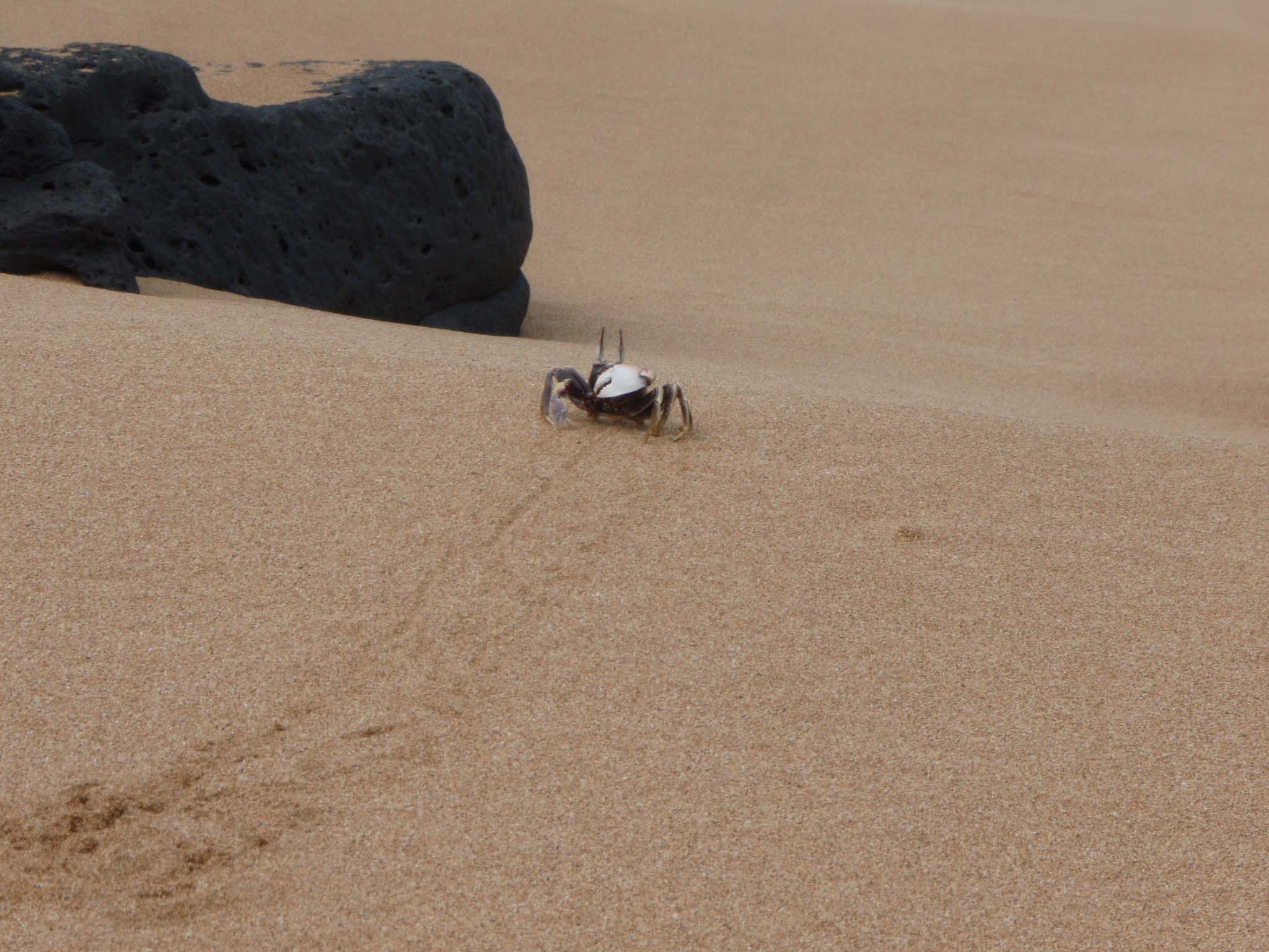 ghost crab.jpg
