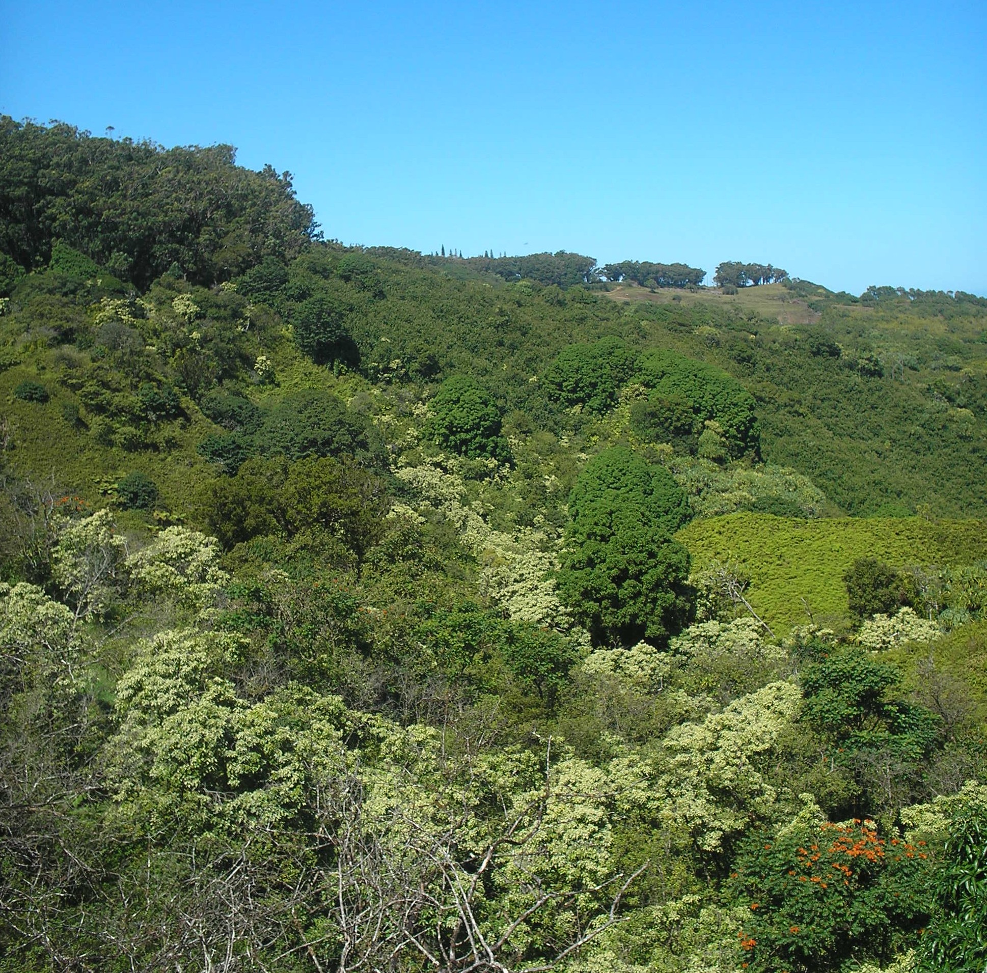 hana highway.jpg