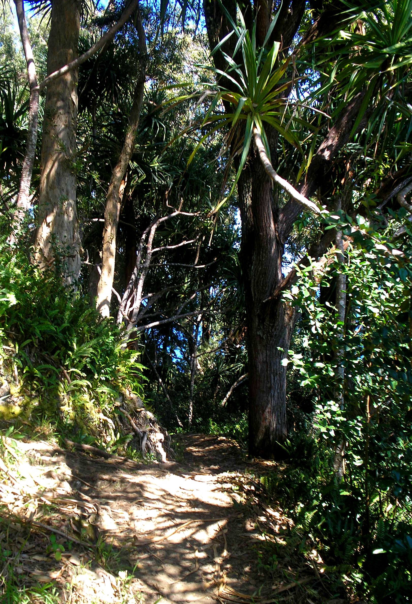 koolau forest reserve.jpg