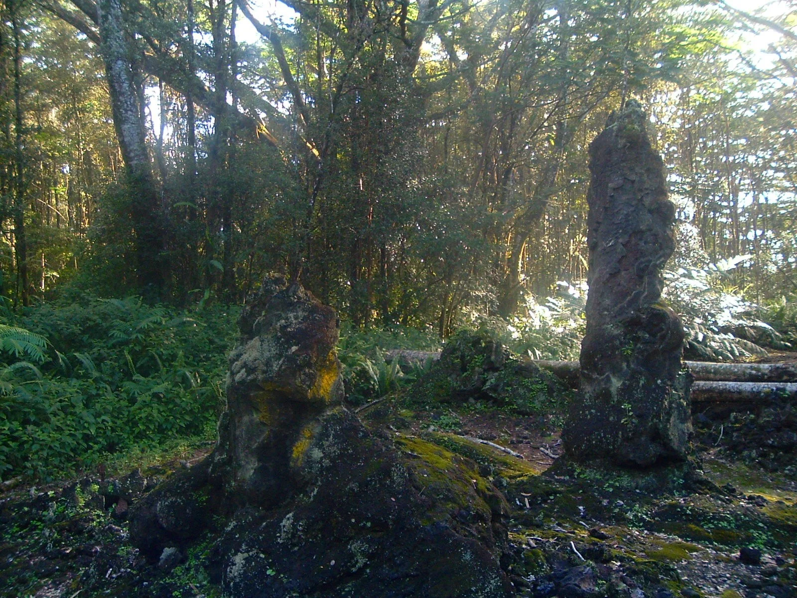 lava trees.JPG