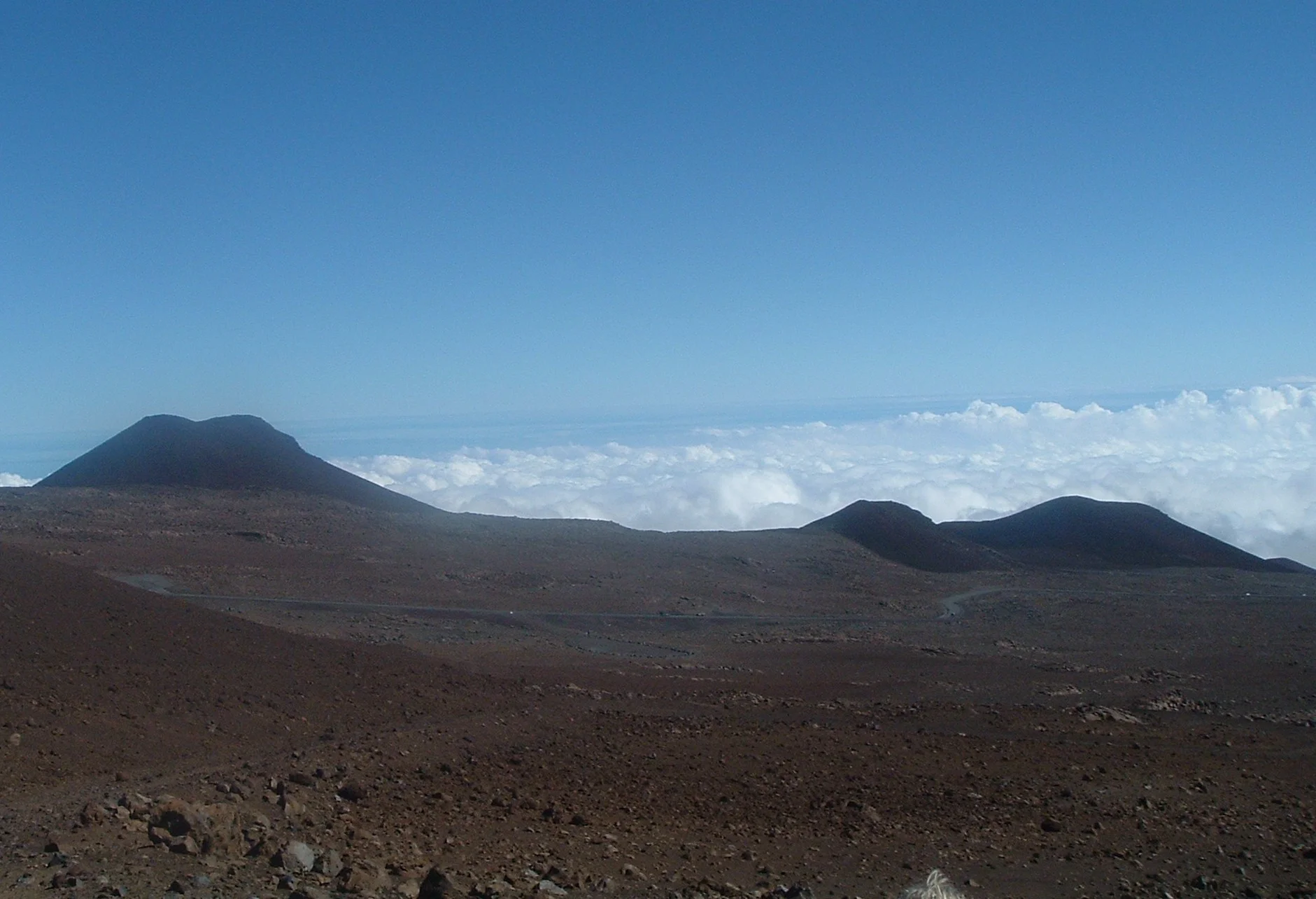 mauna kea puus.JPG