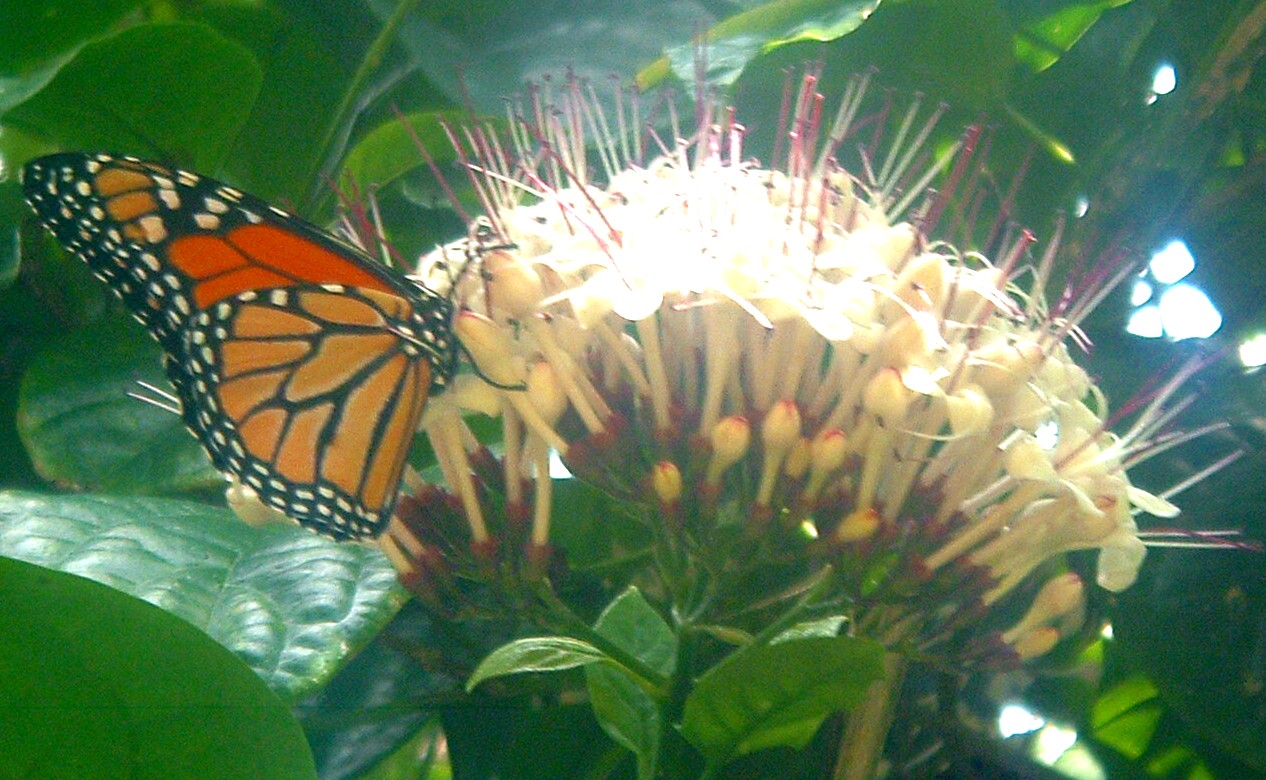 butterfly on flower.JPG
