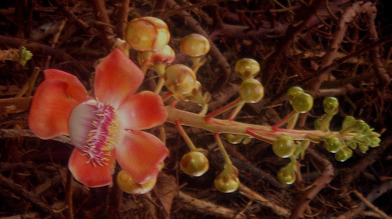 cool flower at foster.JPG