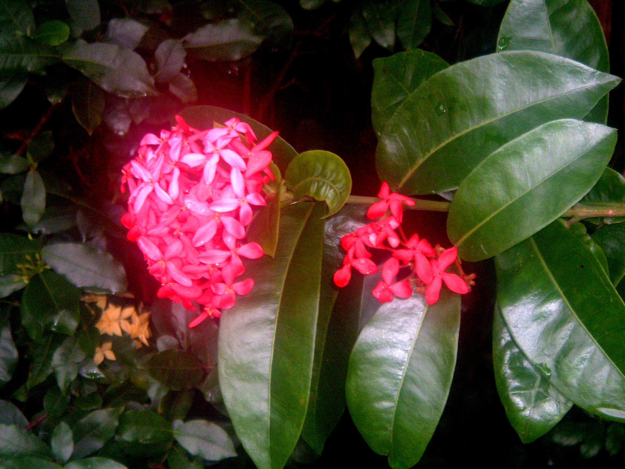 cool red flower.JPG