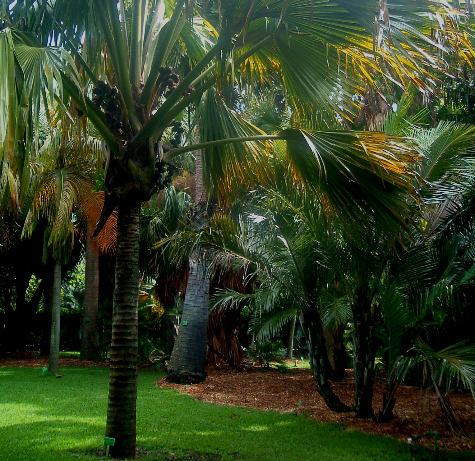 foster botanical garden palms 1-31-05.JPG
