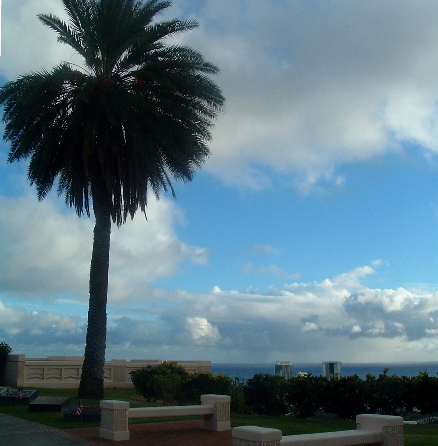 palm tree at national cemetary of the pacific.JPG