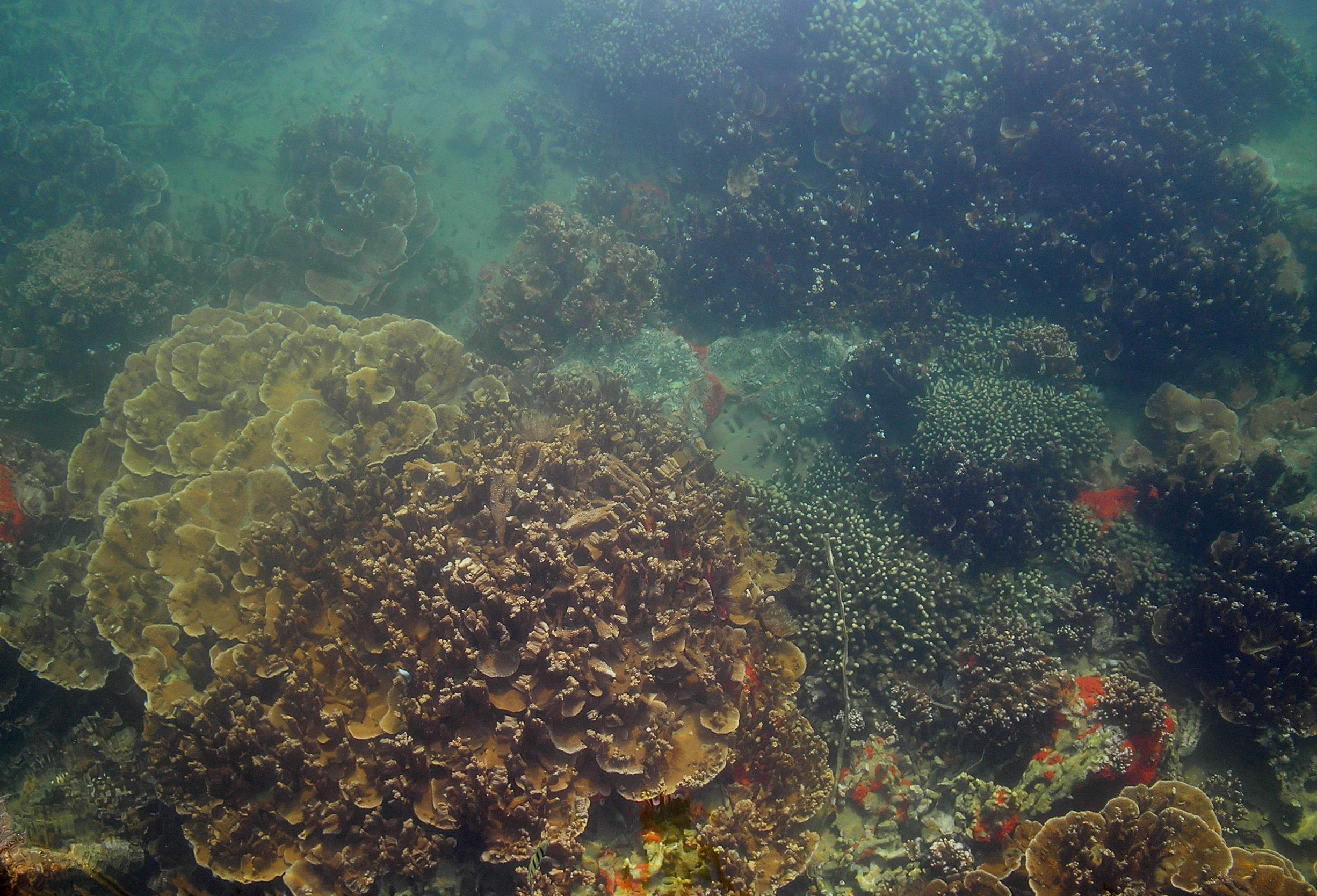 coral by the docks.JPG