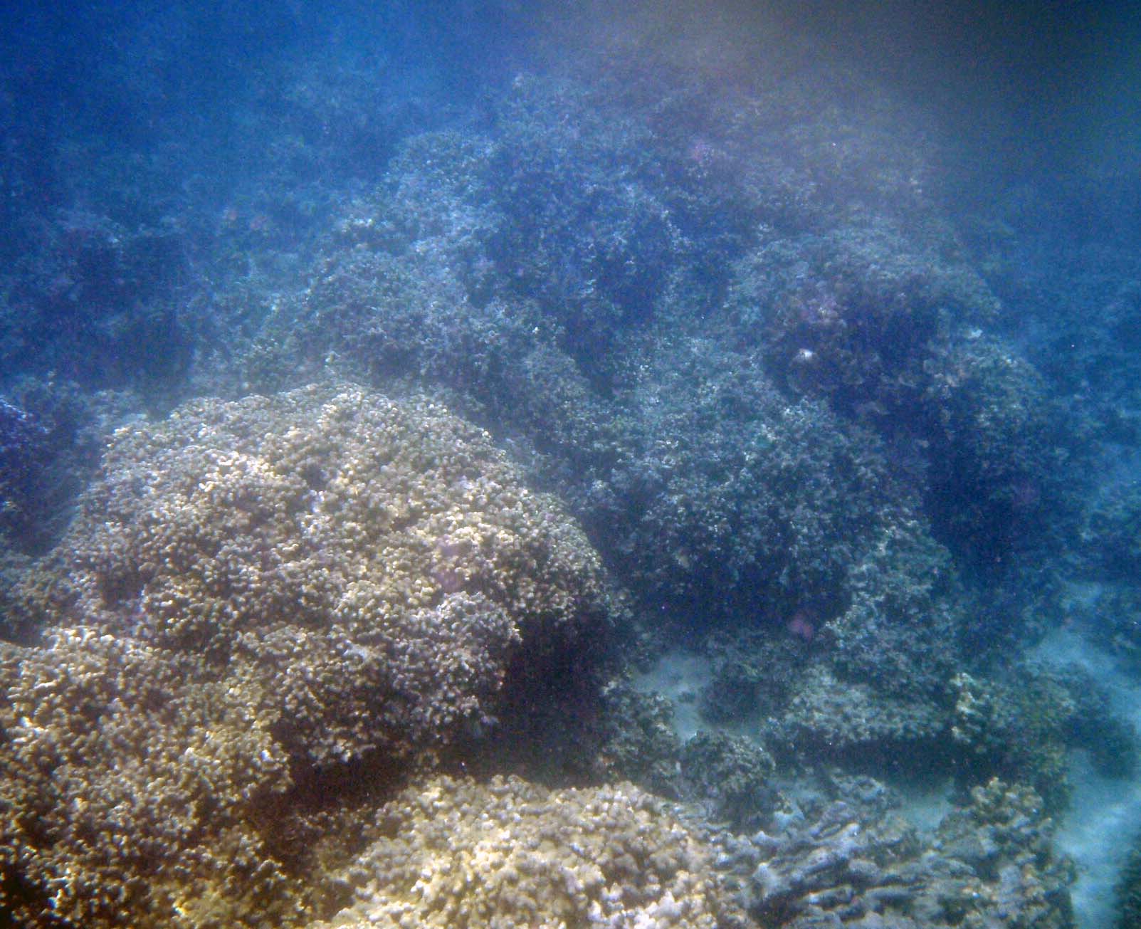 underwater coconut.jpg