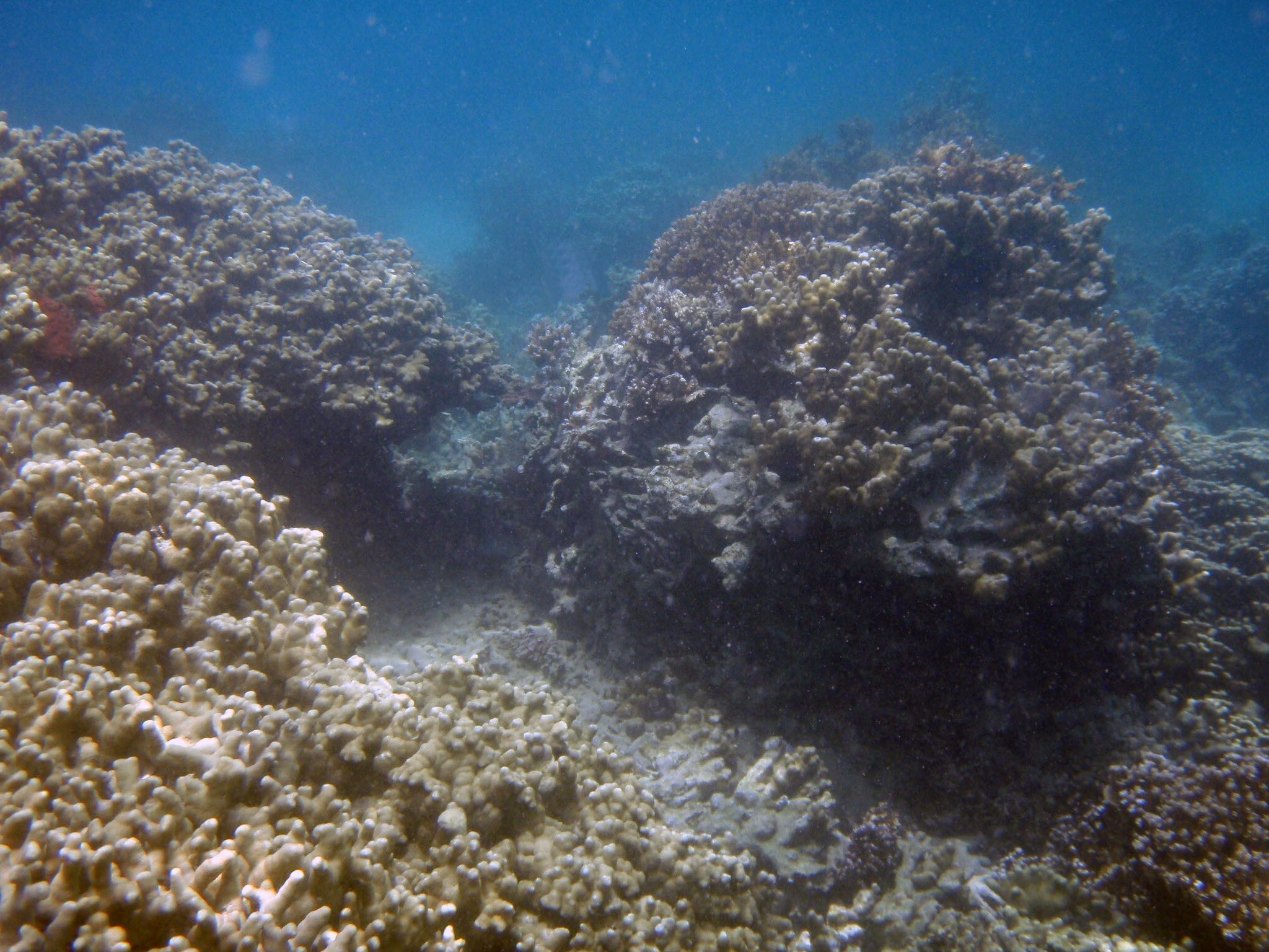 underwater coconut 2.jpg