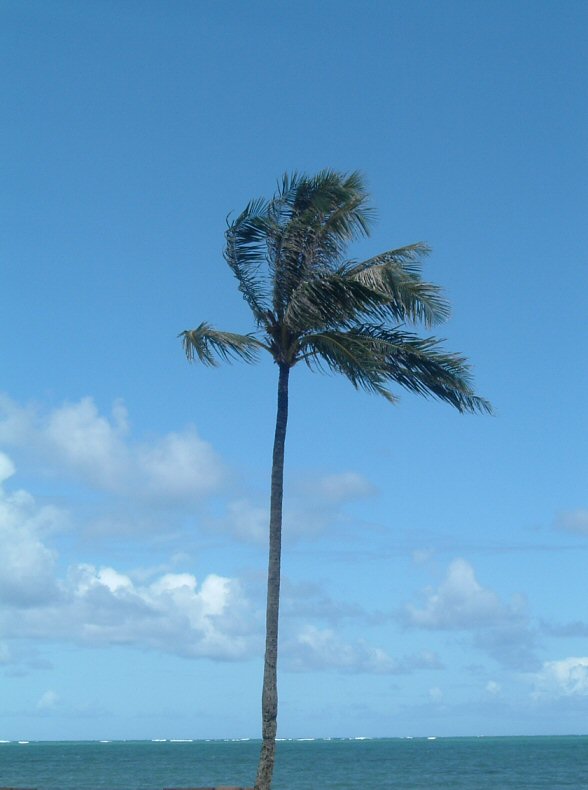 generic palm tree and beach.jpg
