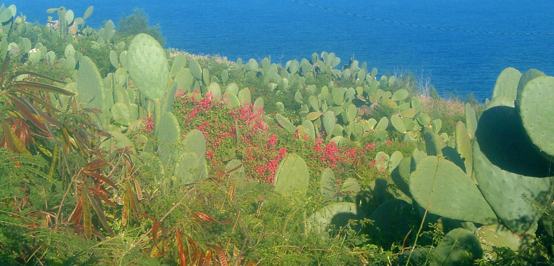 makapuu cacti.JPG