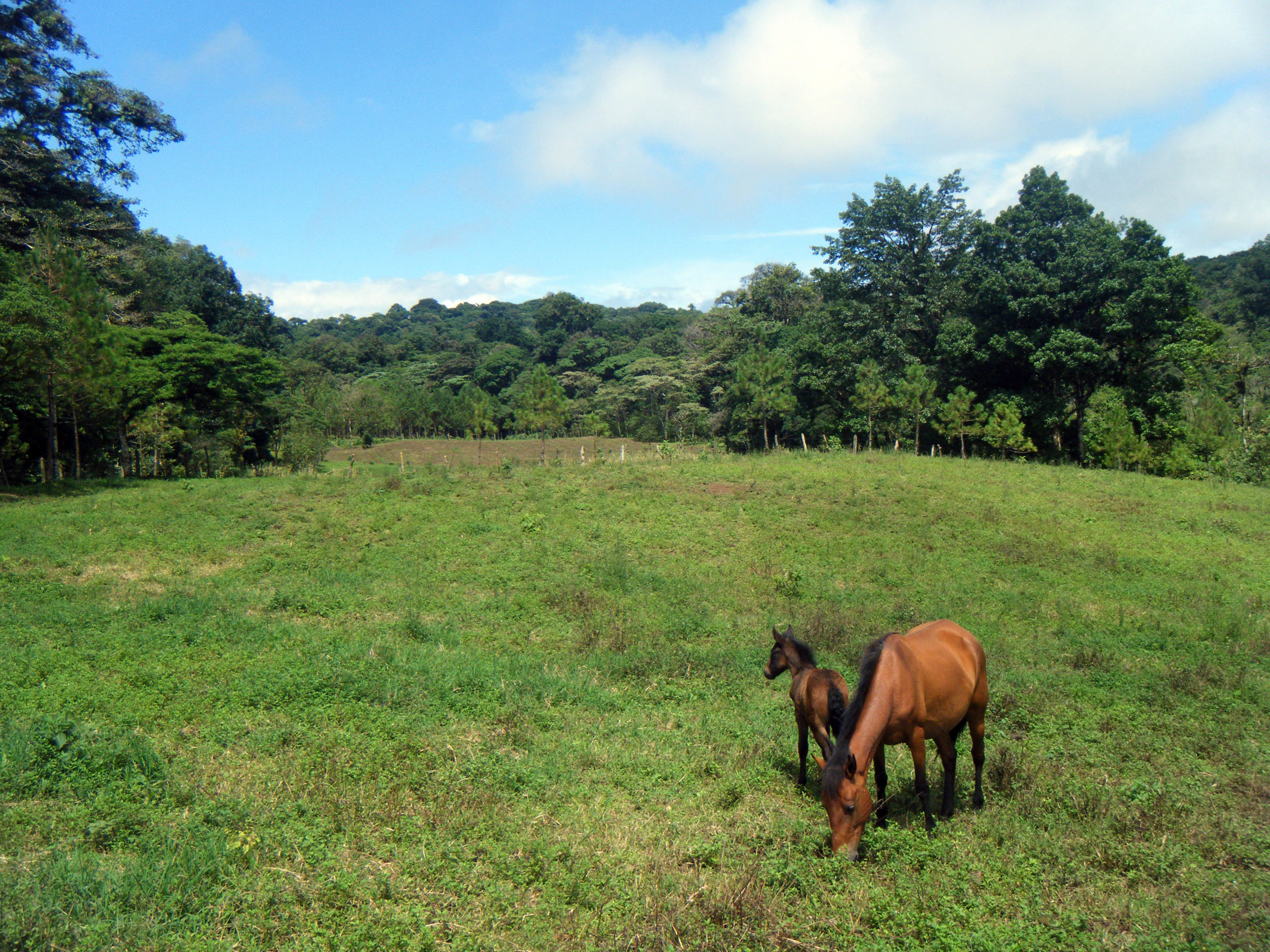 horse pasture.jpg
