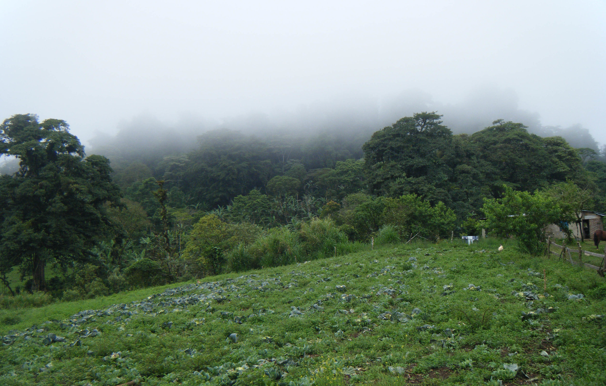 in the cloud forest.jpg