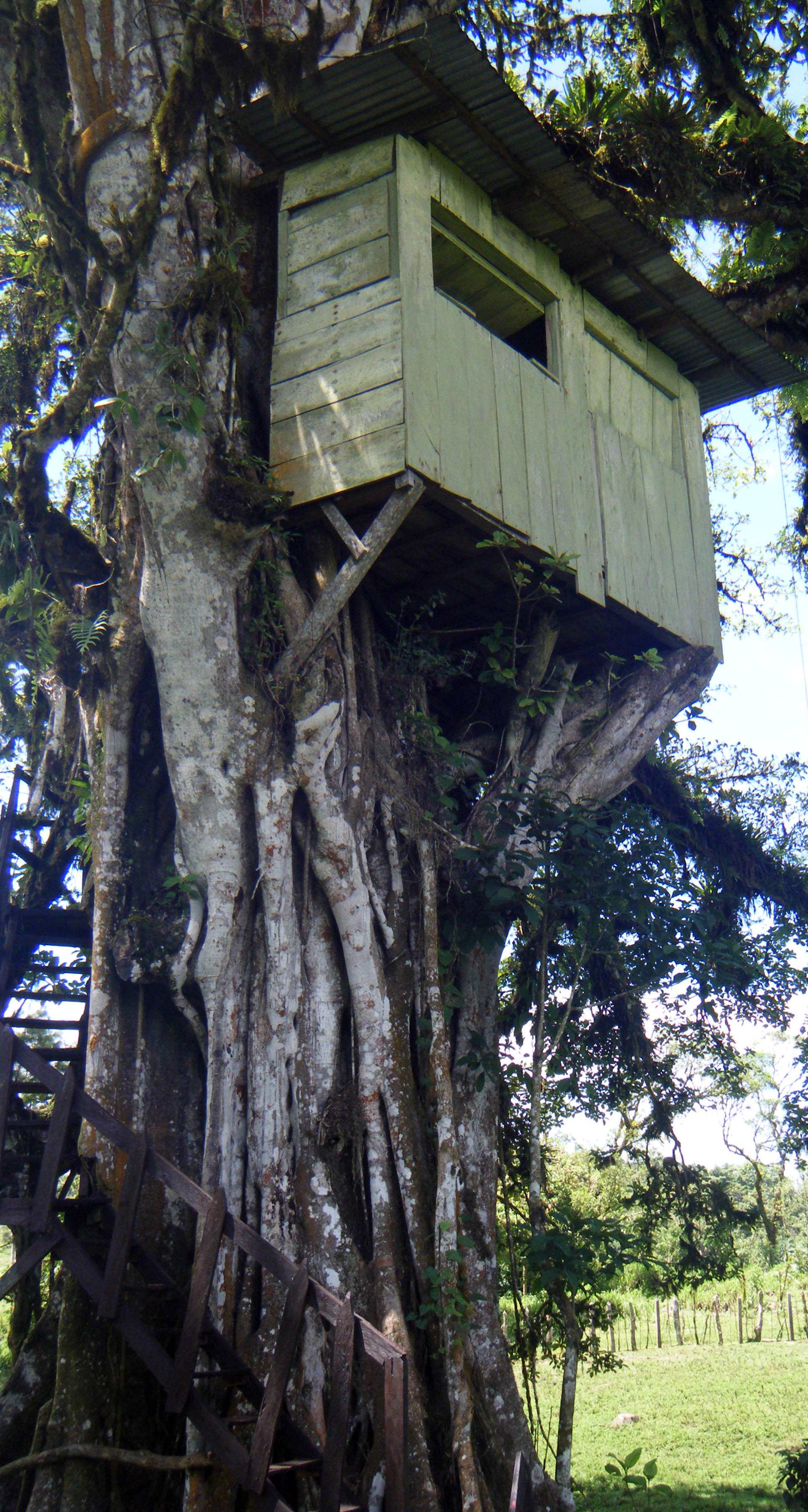 treehouse at Posada La Sonada.jpg