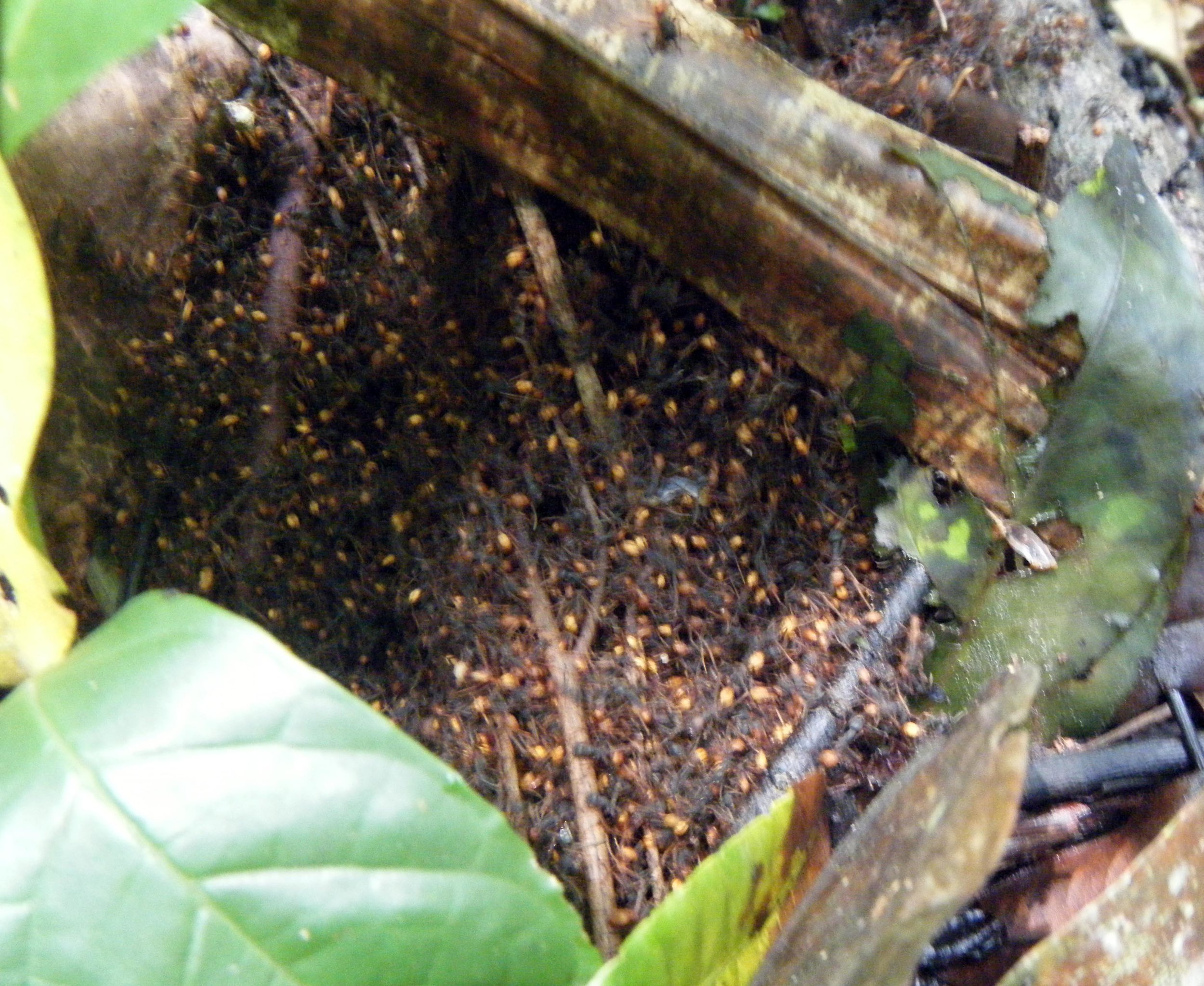 creepy ant colony.jpg