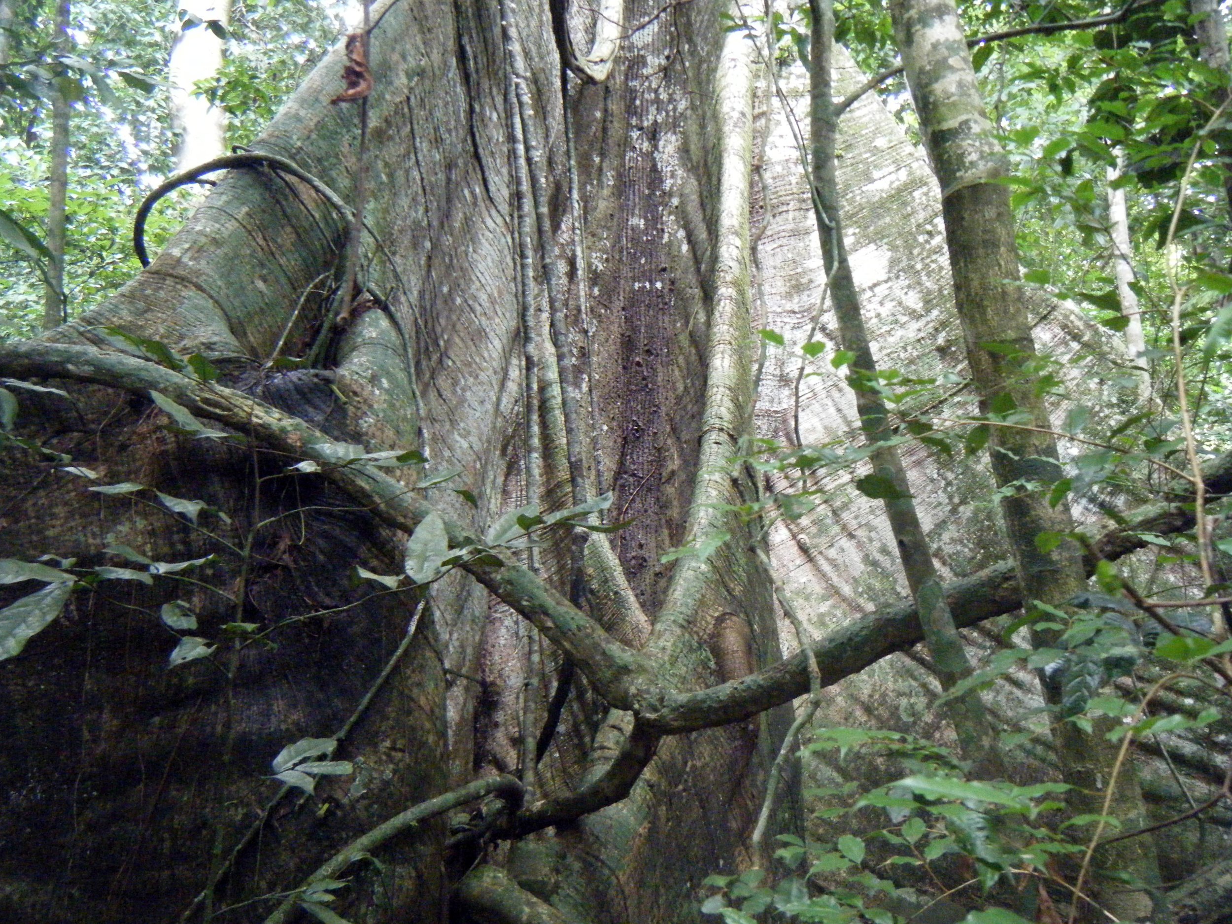 giant ceiba tree.jpg