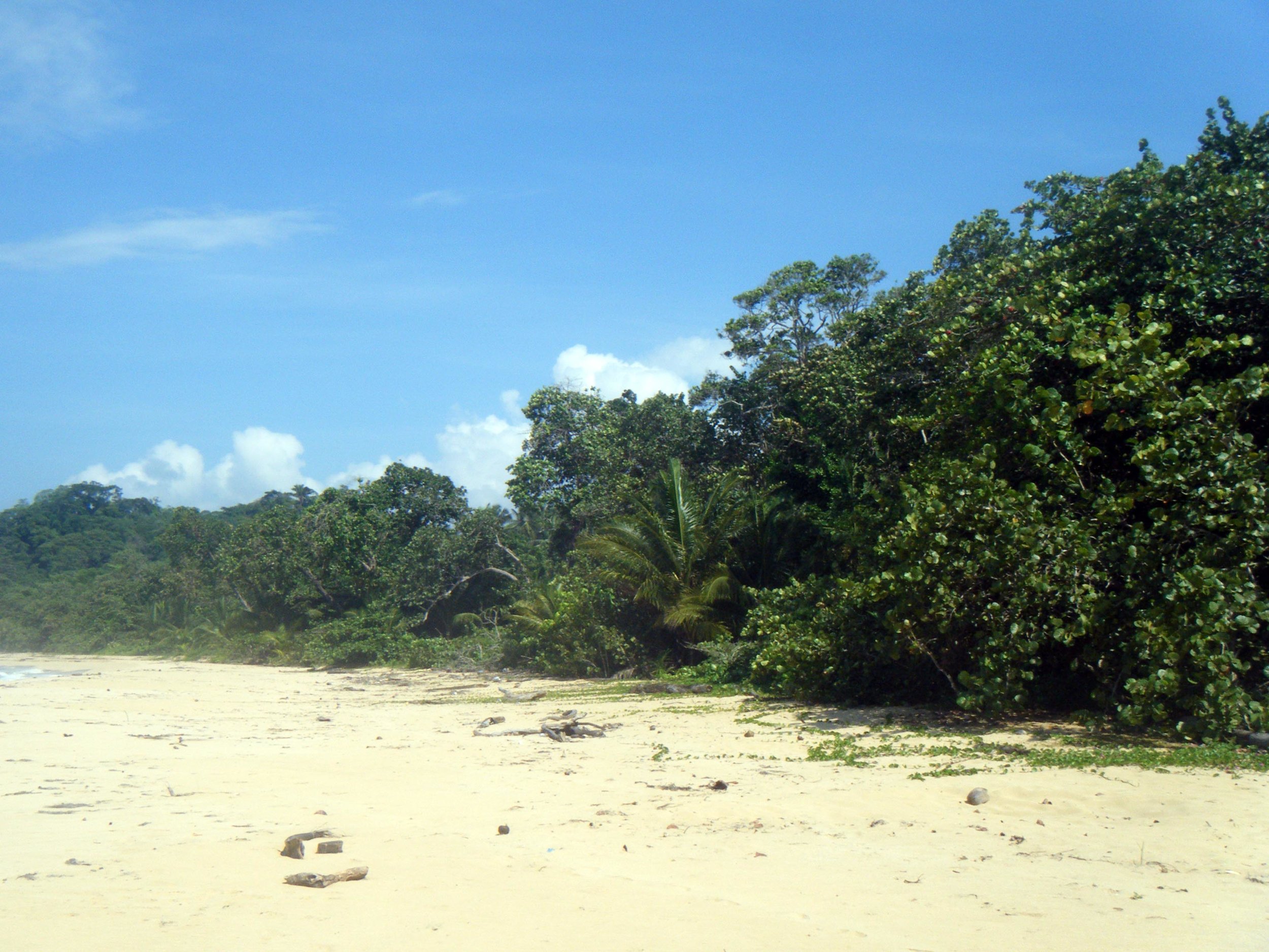 jungle beach.jpg