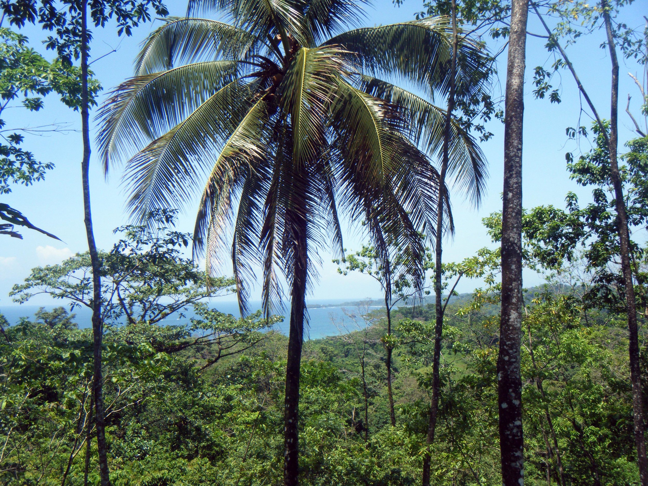 view through the trees.jpg