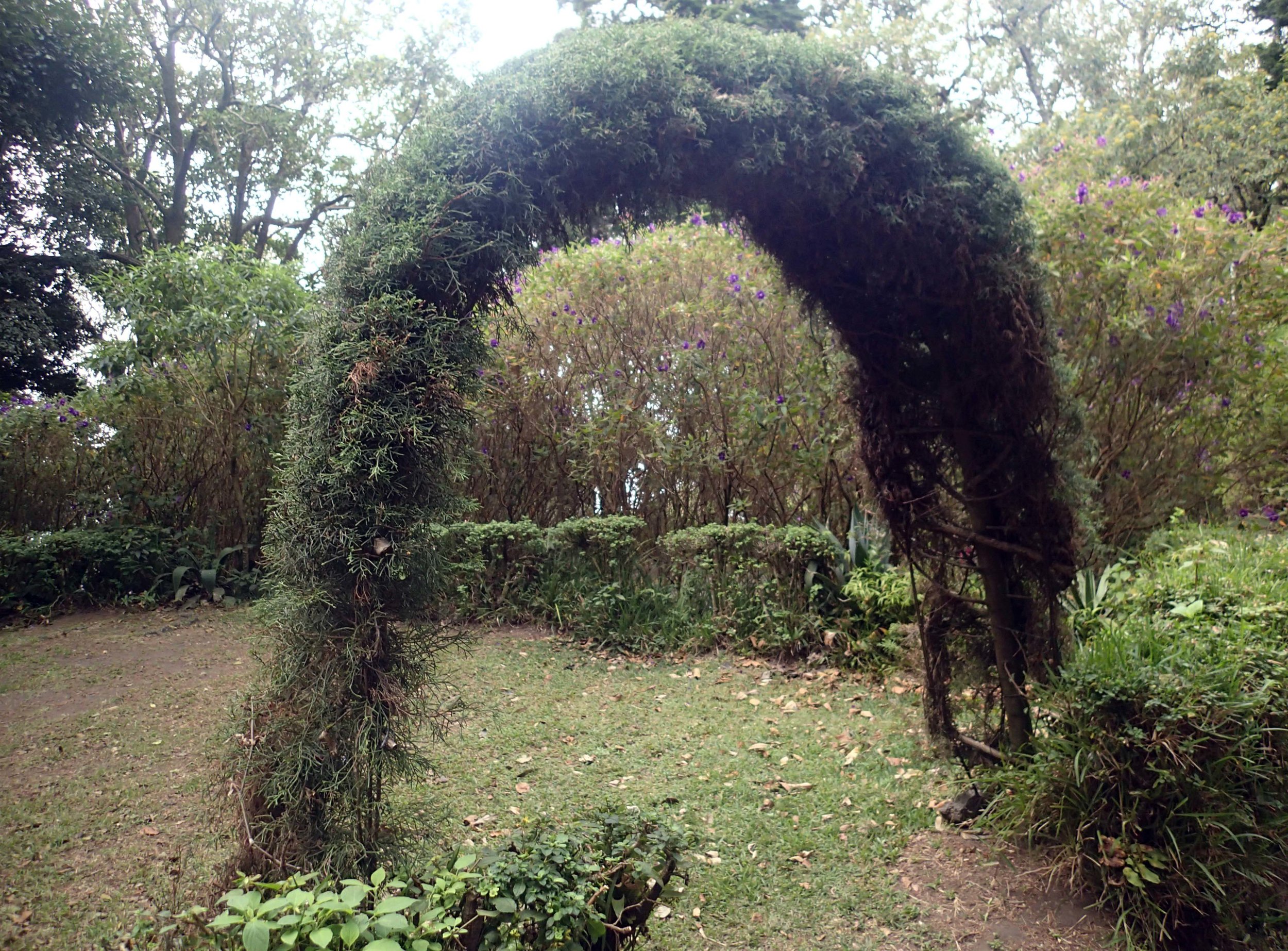 topiary.jpg