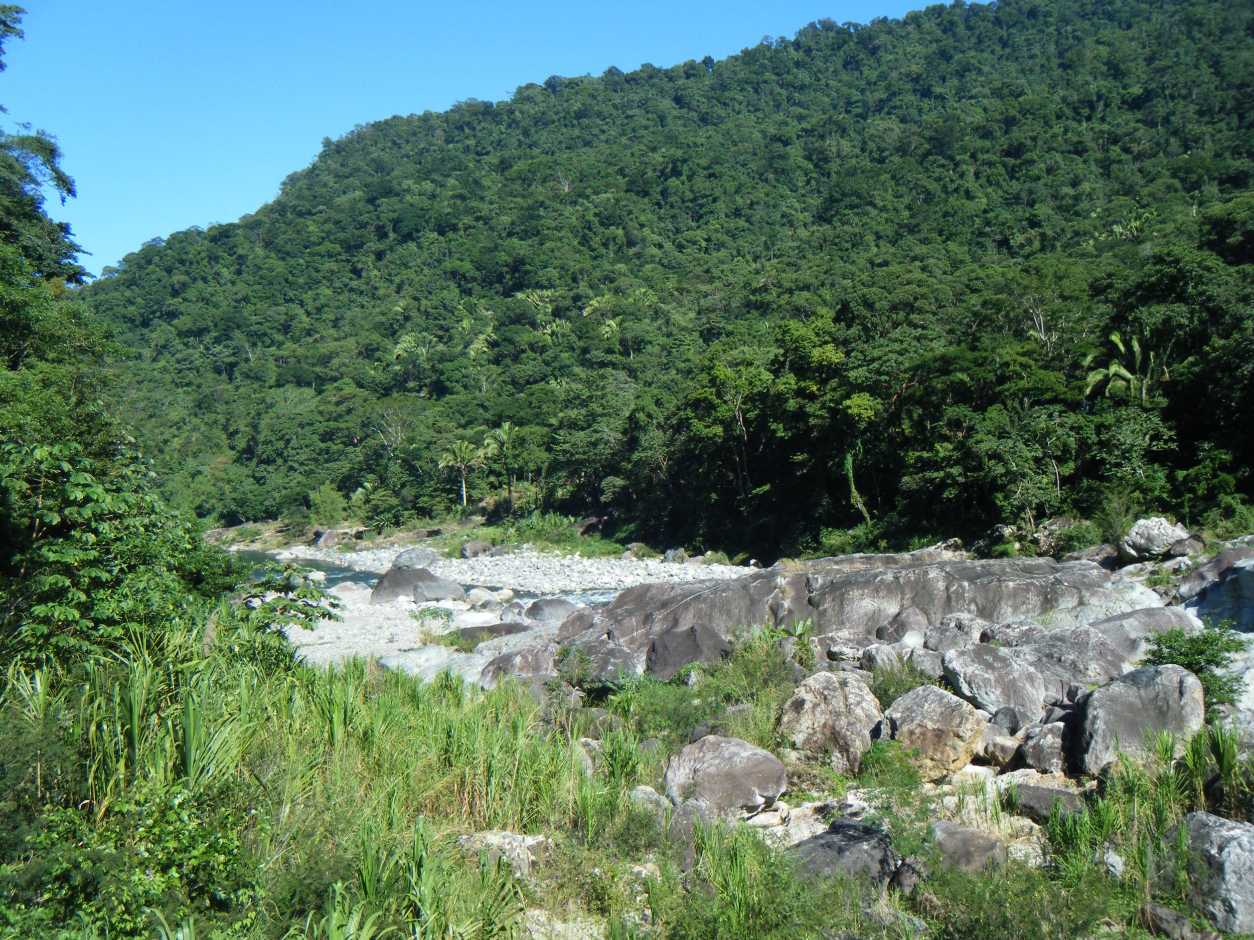 north Honduran jungle.jpg