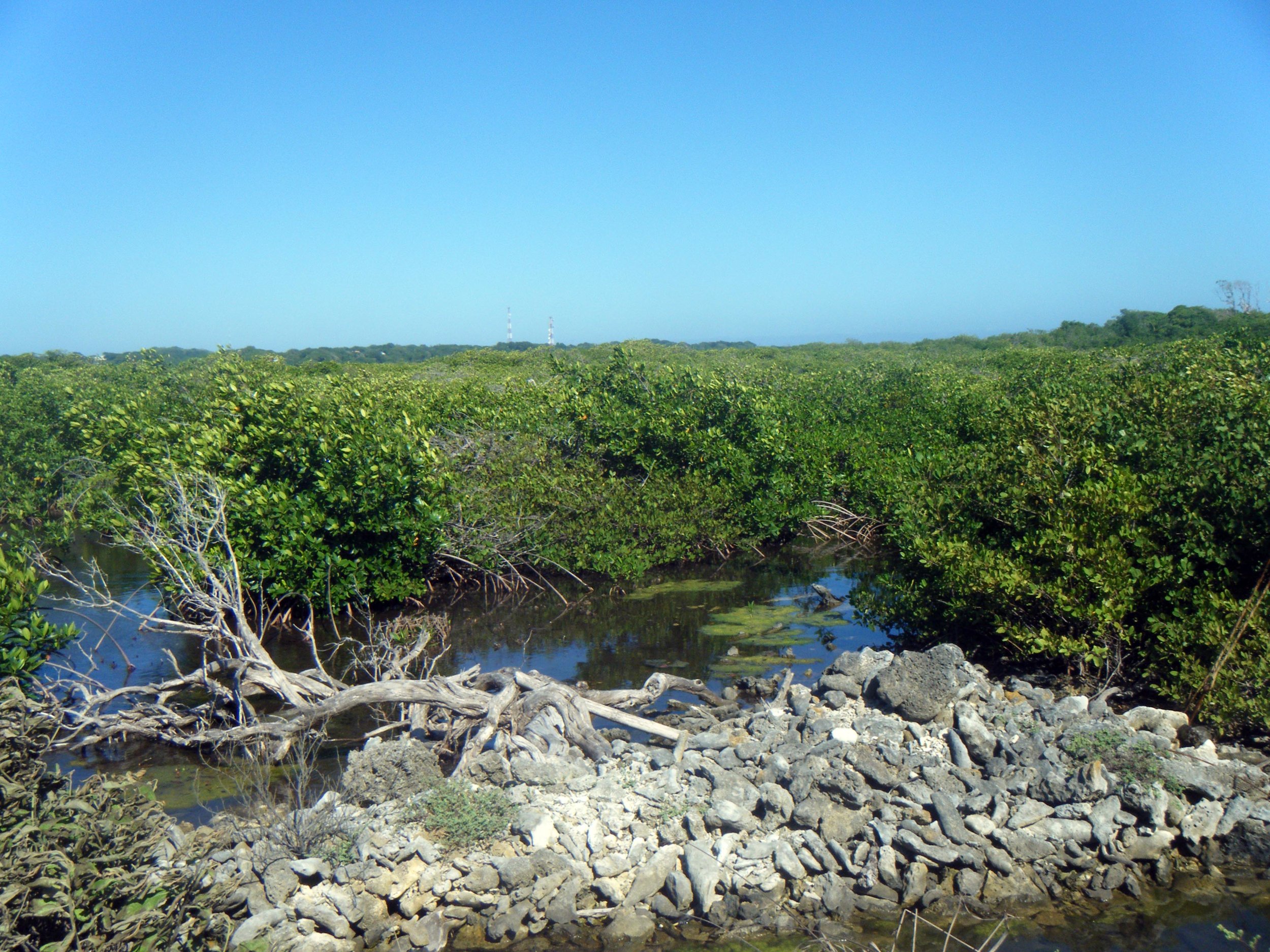 Utila mangroves 2.jpg