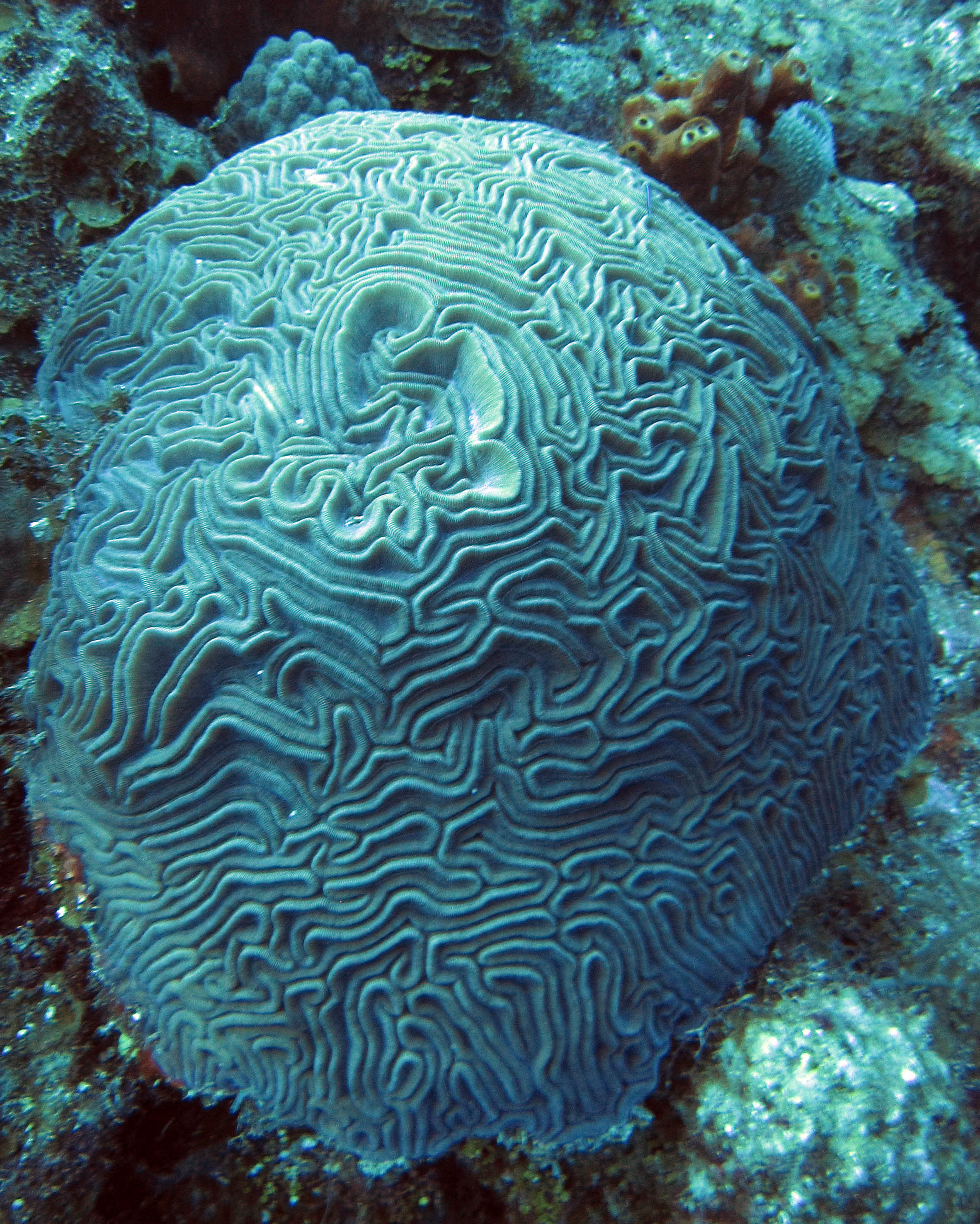 brain coral.jpg
