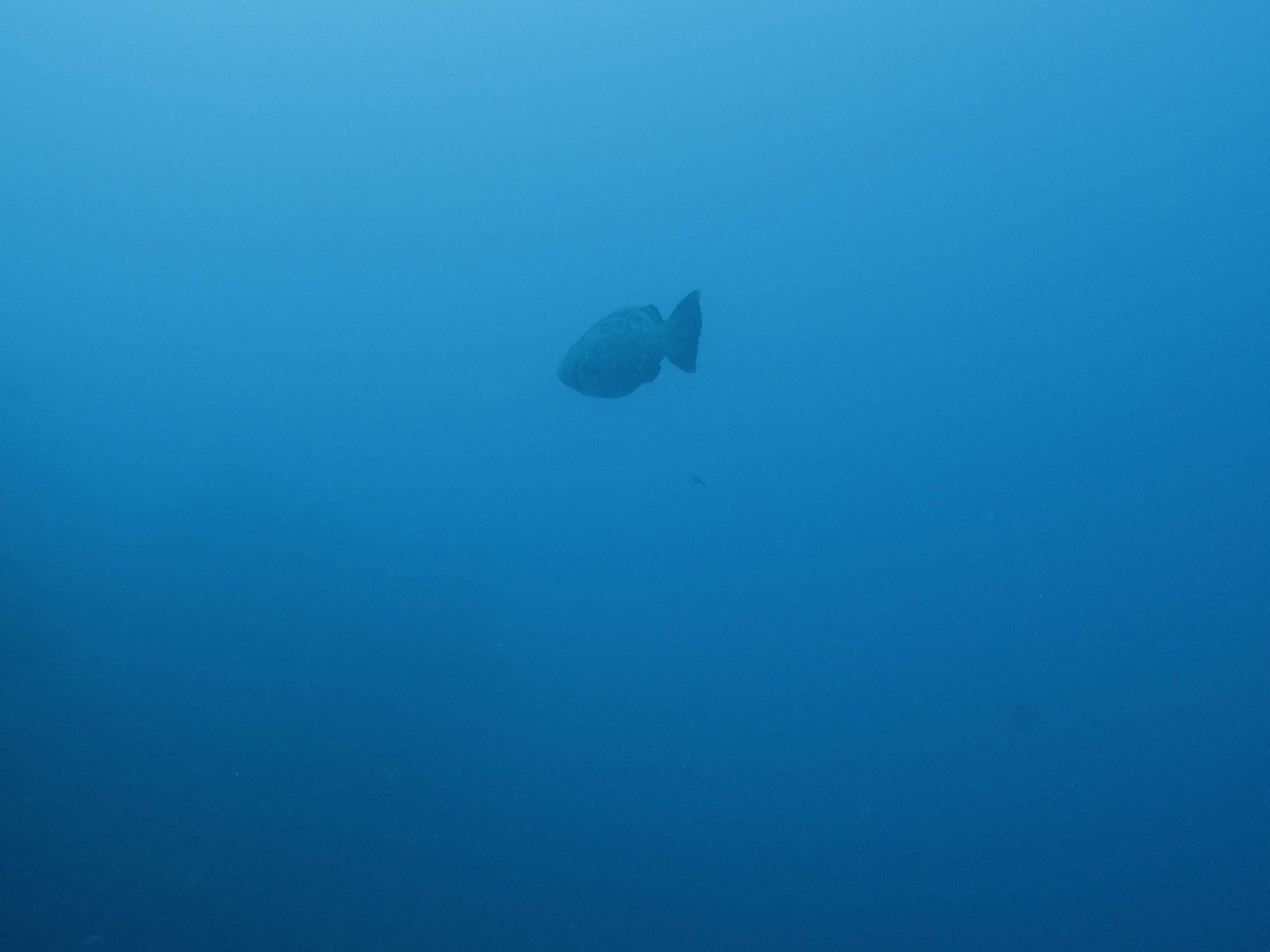 lonely fish.jpg